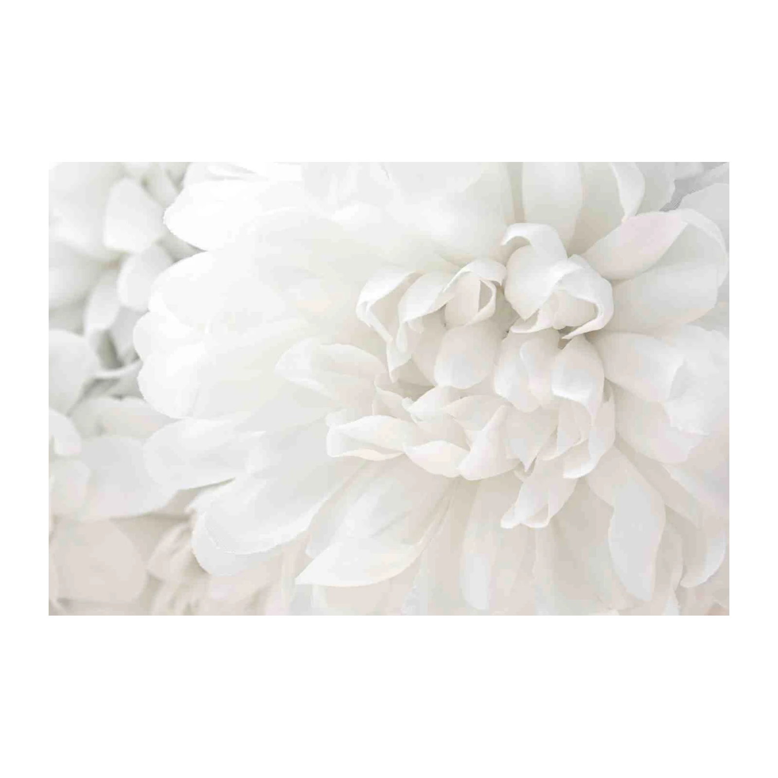 Soft White Dahlia Close-Up Wall Art