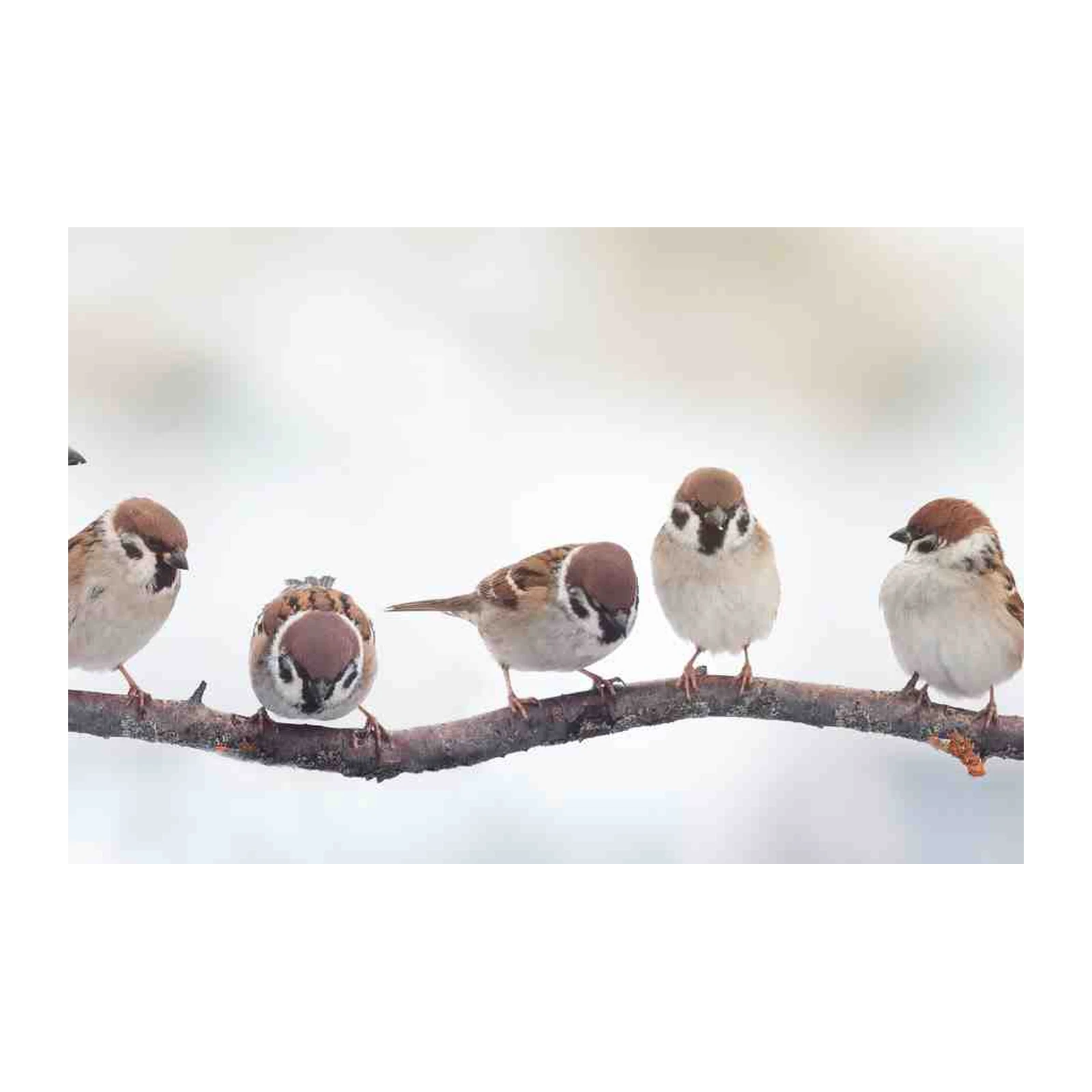 Charming Sparrows Perched on Branch Wall Art