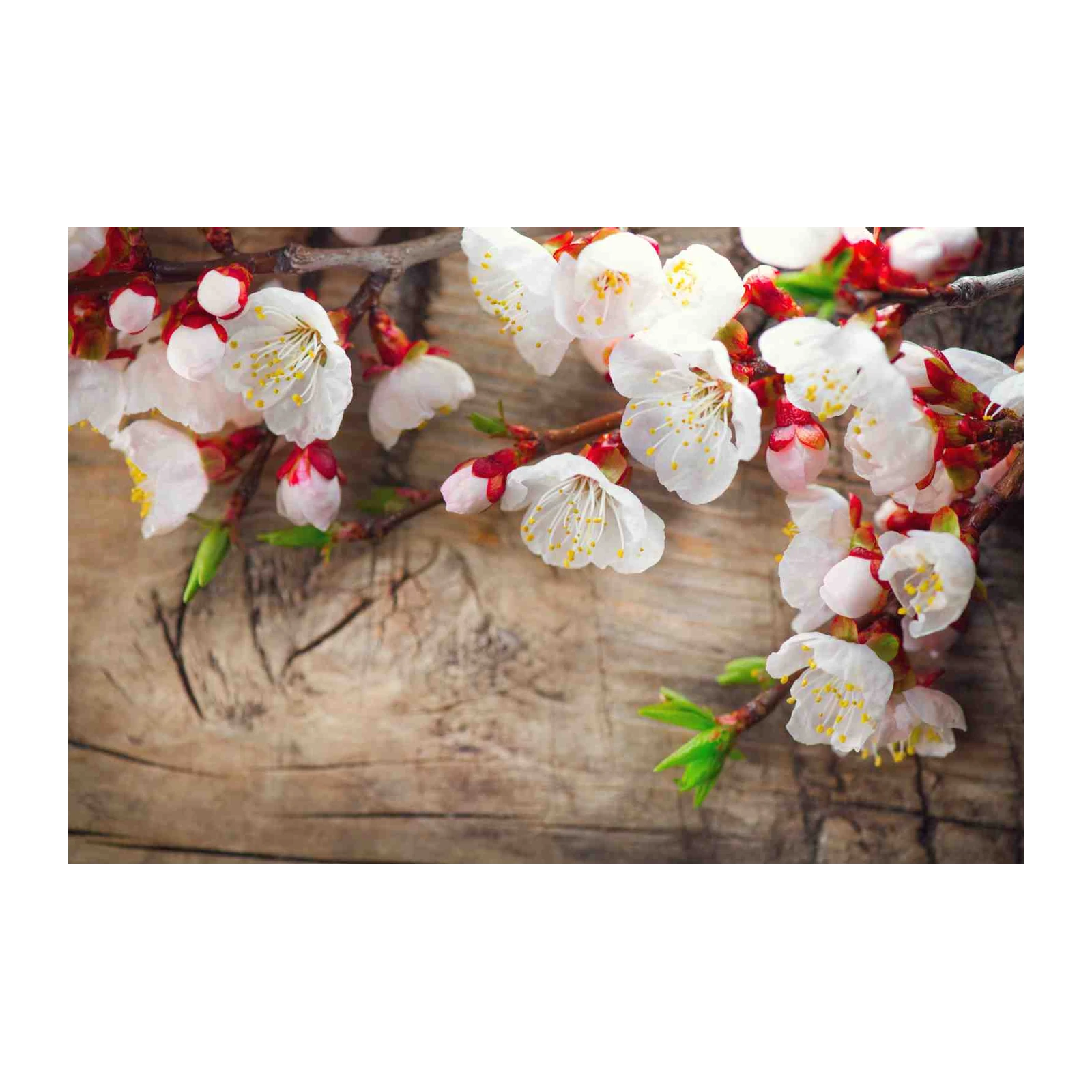 Spring Blossom Nature Wood Wall Art