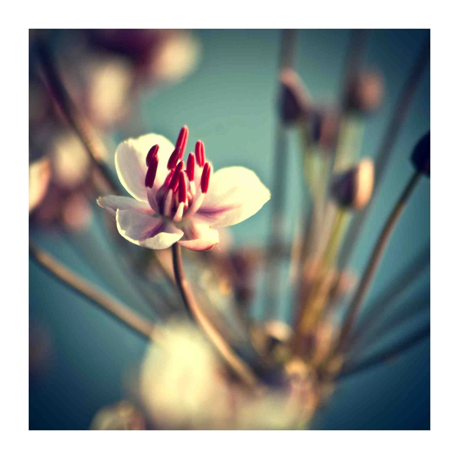 Delicate Red Bud Flower Nature Wall Art