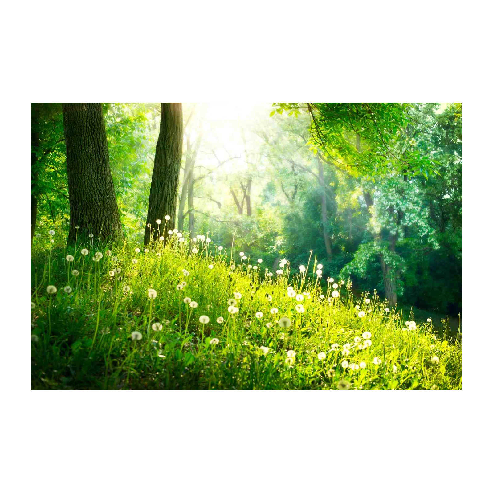 Enchanted Forest Dandelion Meadow Wall Art