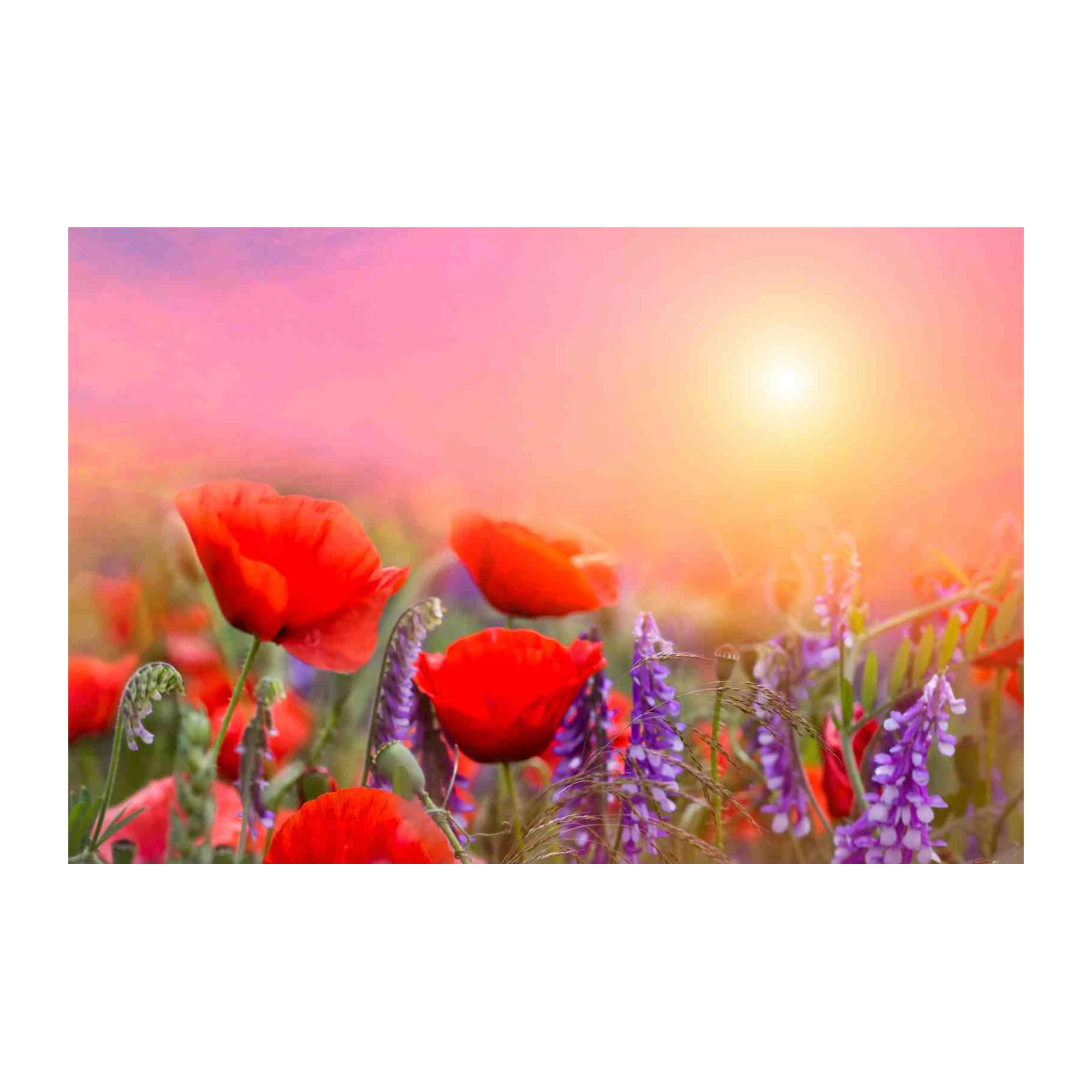 Vibrant Red Poppies & Lavender Field Wall Art