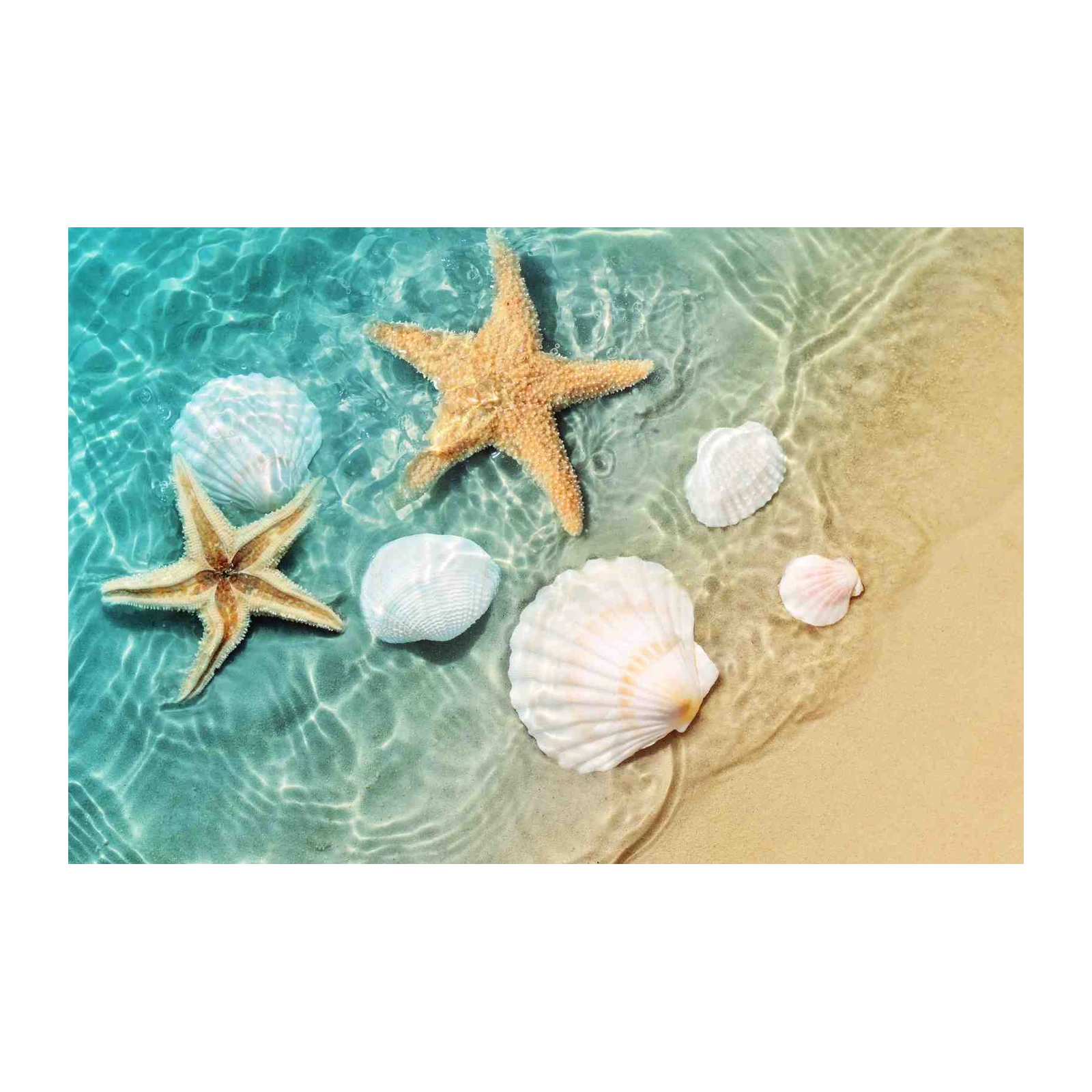 Coastal Dreams Starfish & Shells Wall Art