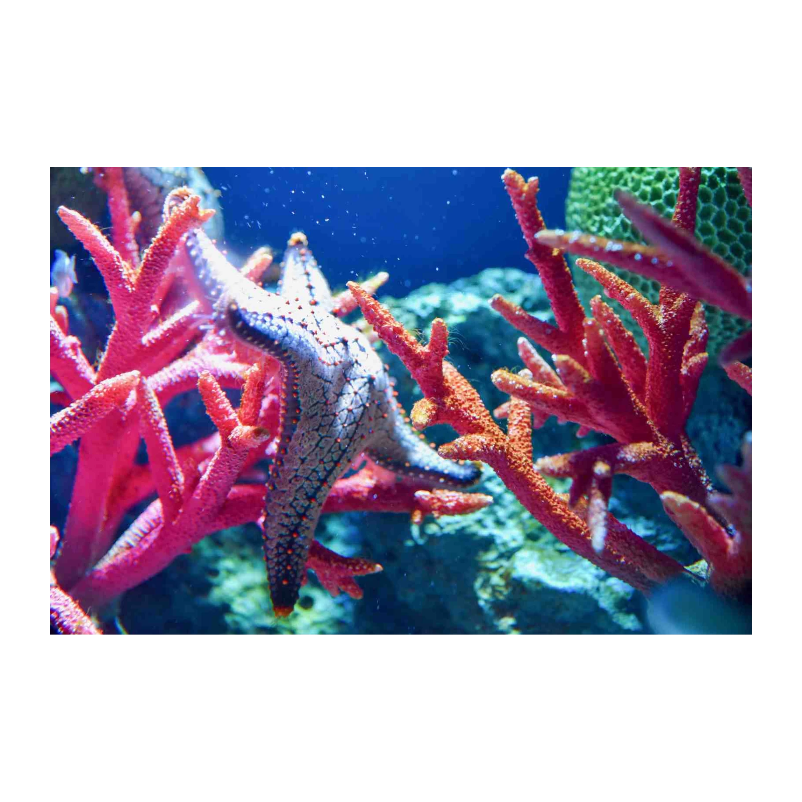 Vibrant Starfish & Coral Reef Wall Art
