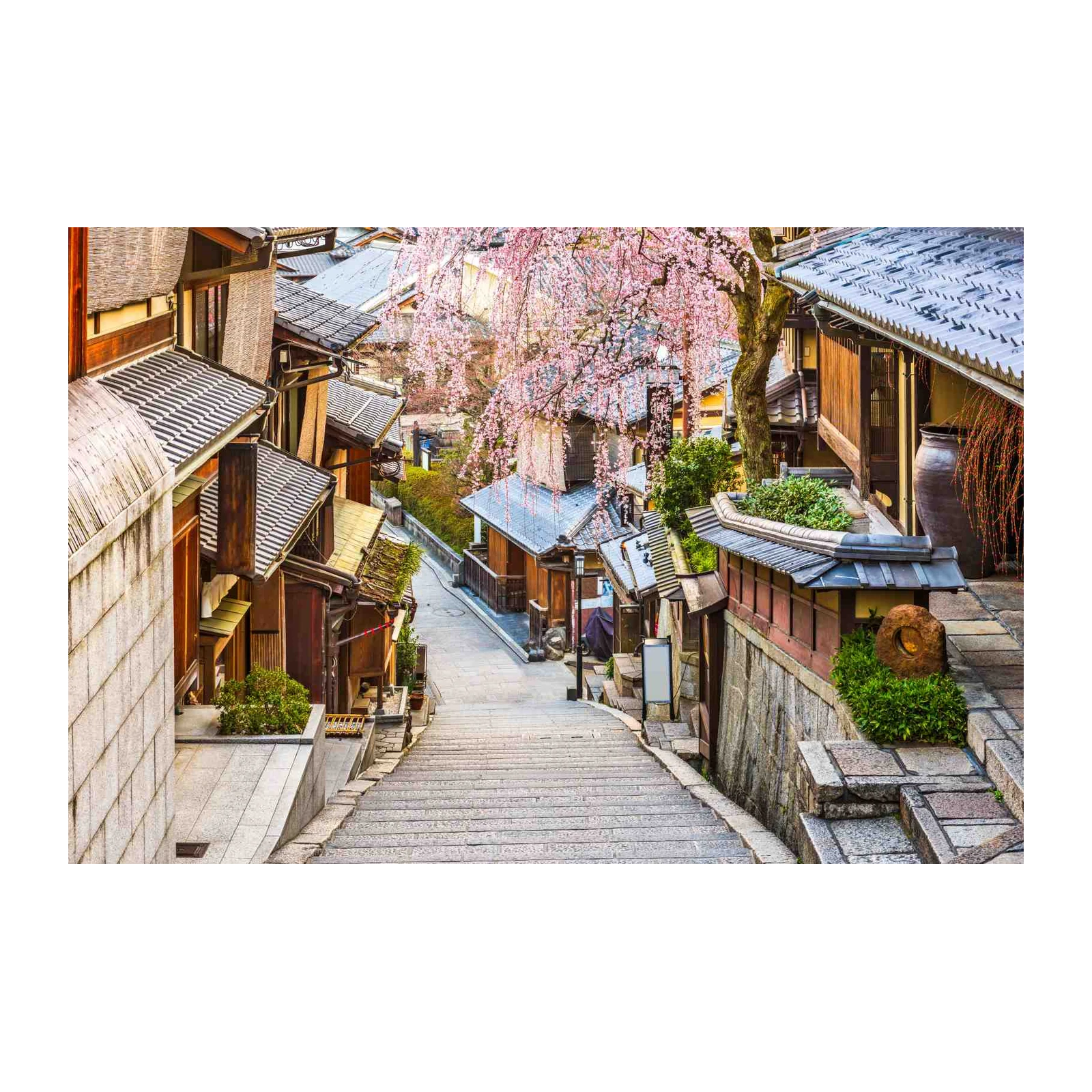 Kyoto Cherry Blossom Street Wall Art