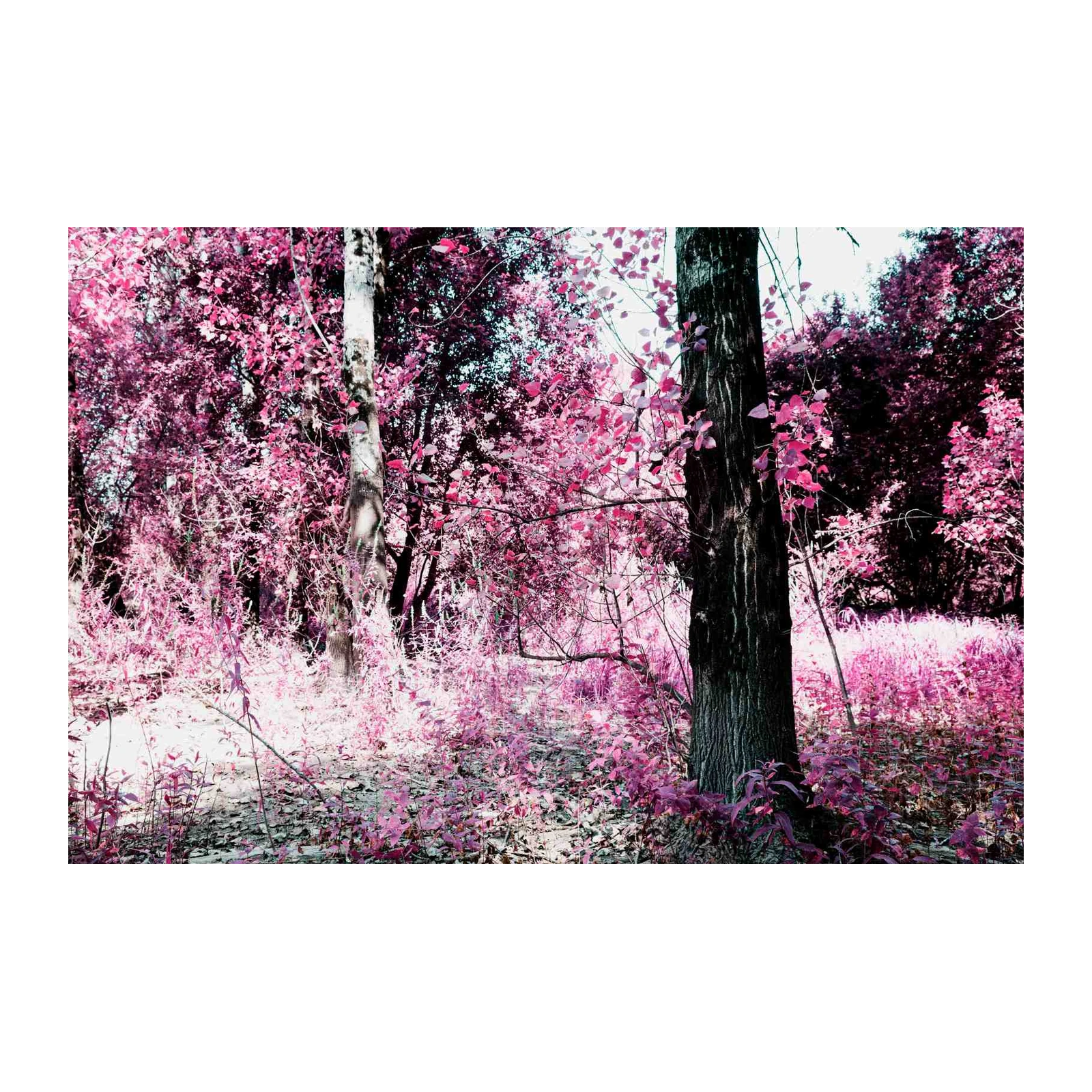 Enchanted Pink Forest Landscape Wall Art