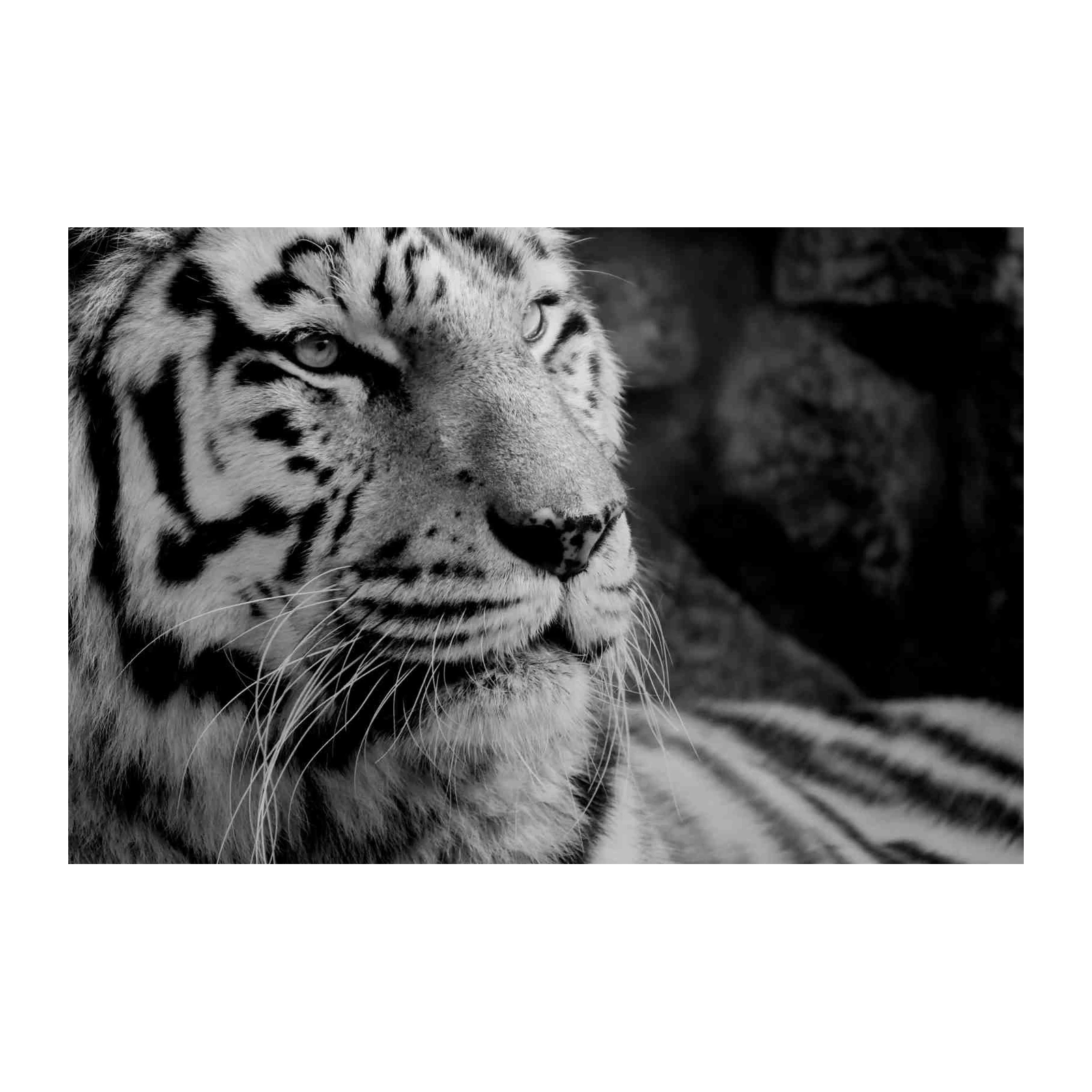 Majestic White Tiger Close-Up Wall Art