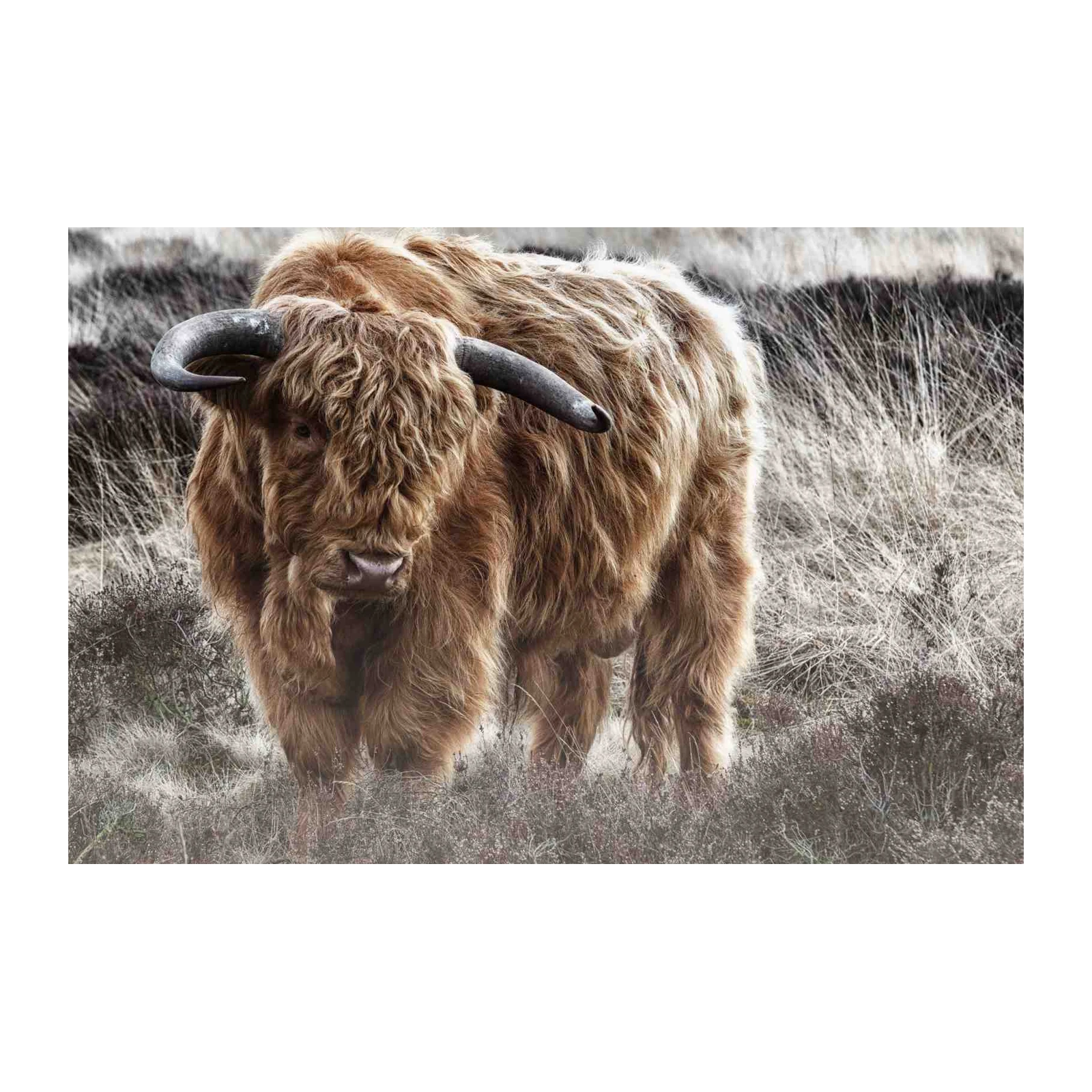 Majestic Highland Cow Rustic Farm Wall Art