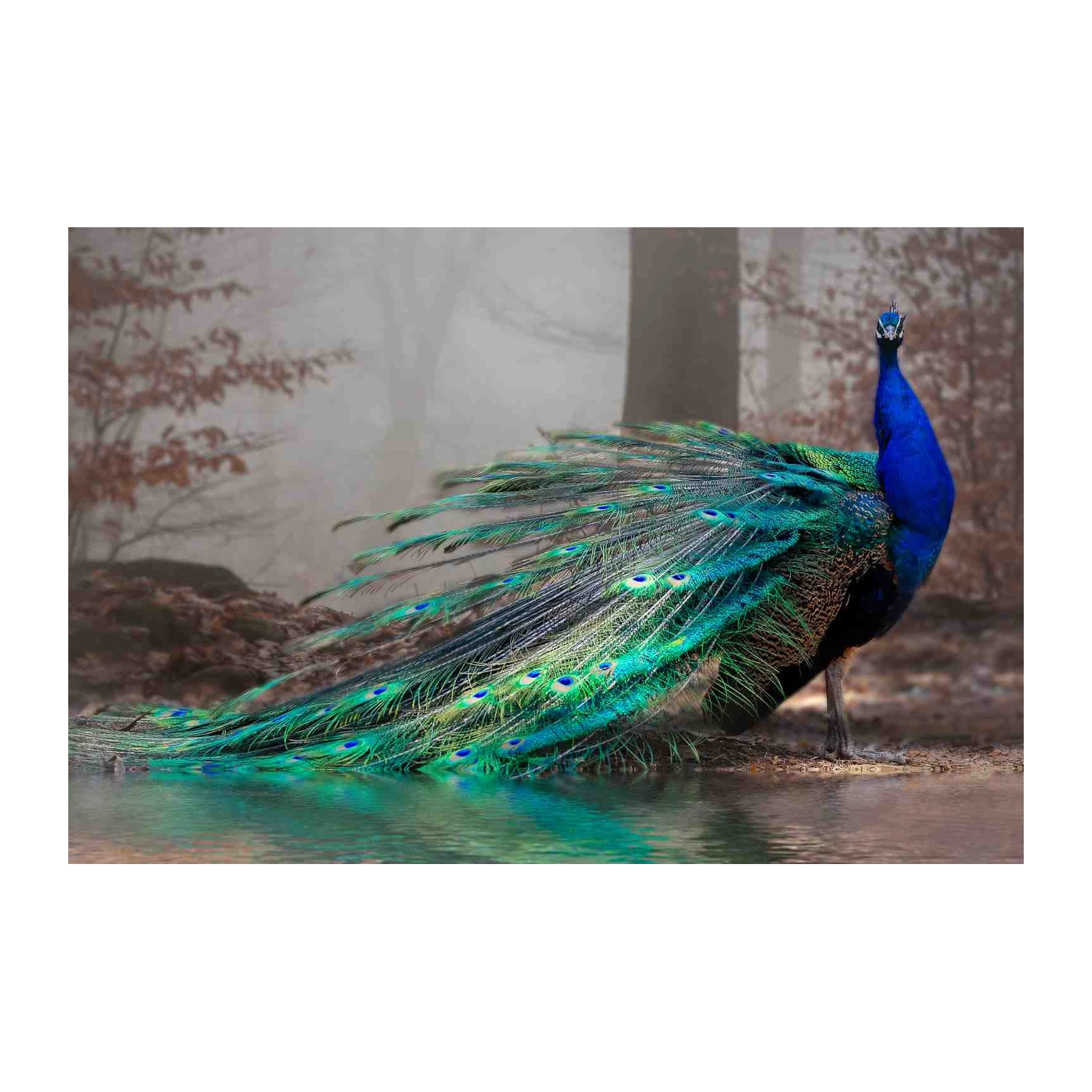 Majestic Peacock Serenity Wall Art