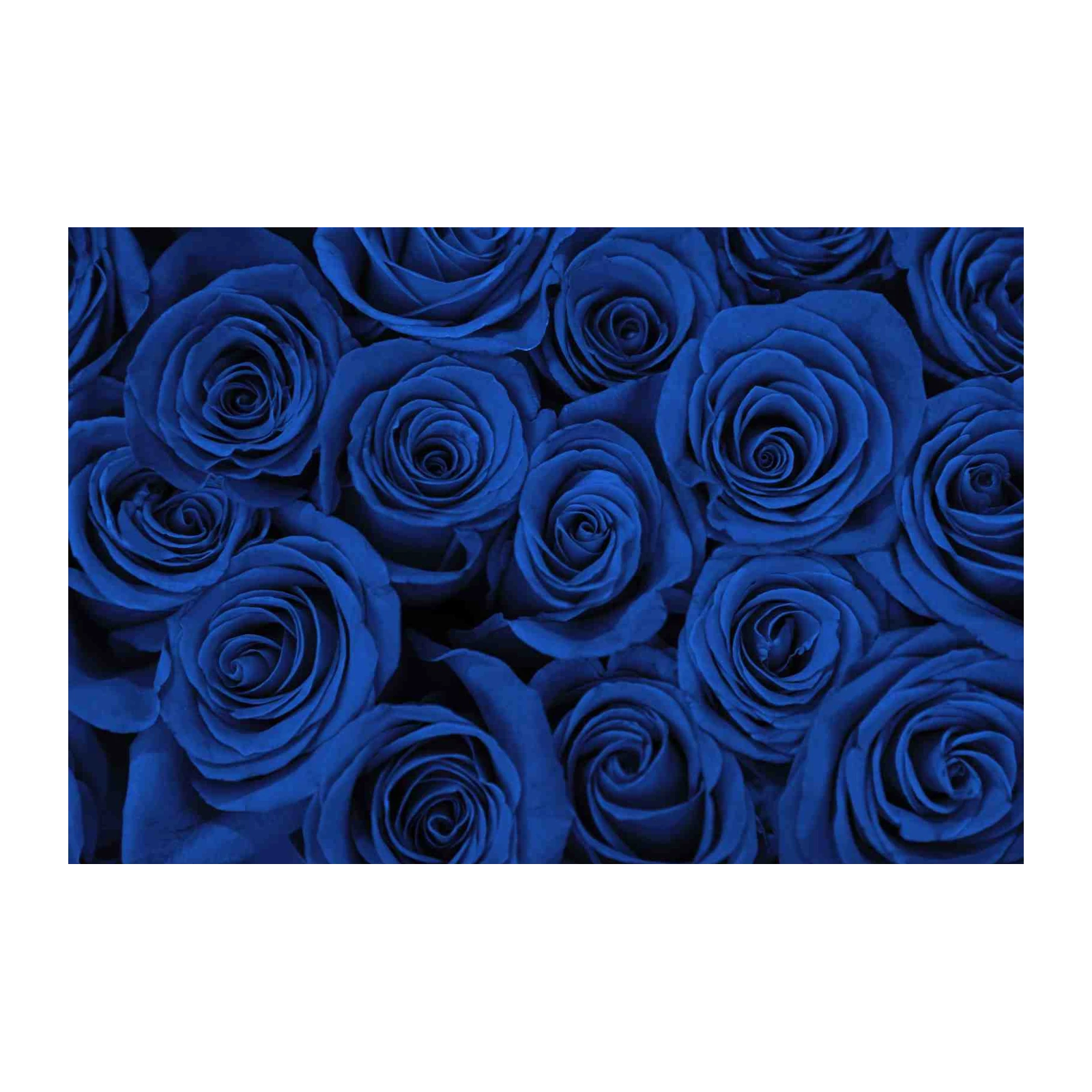 Vibrant Blue Roses Wall Art Wall Art