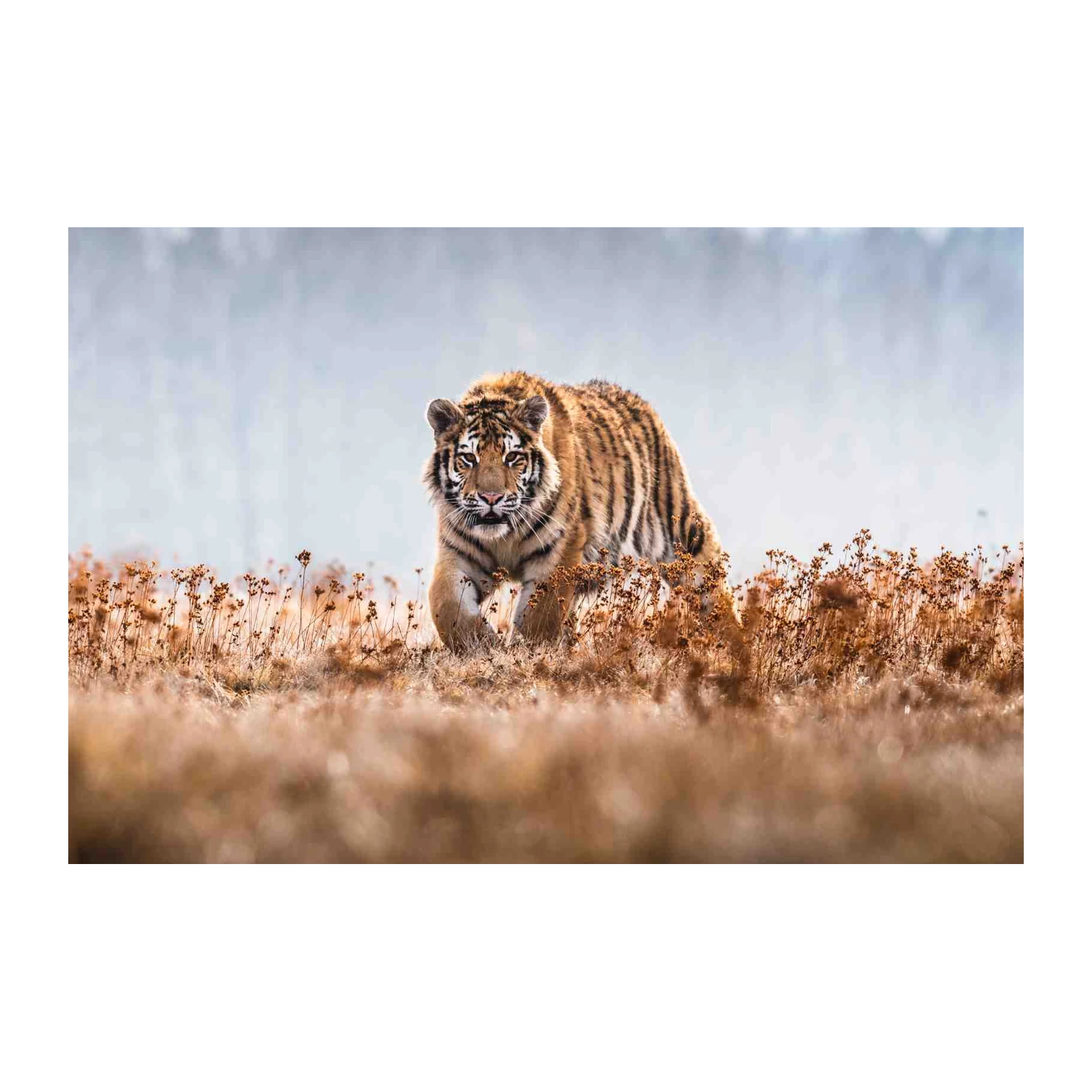 Majestic Tiger in Golden Fields Wall Art