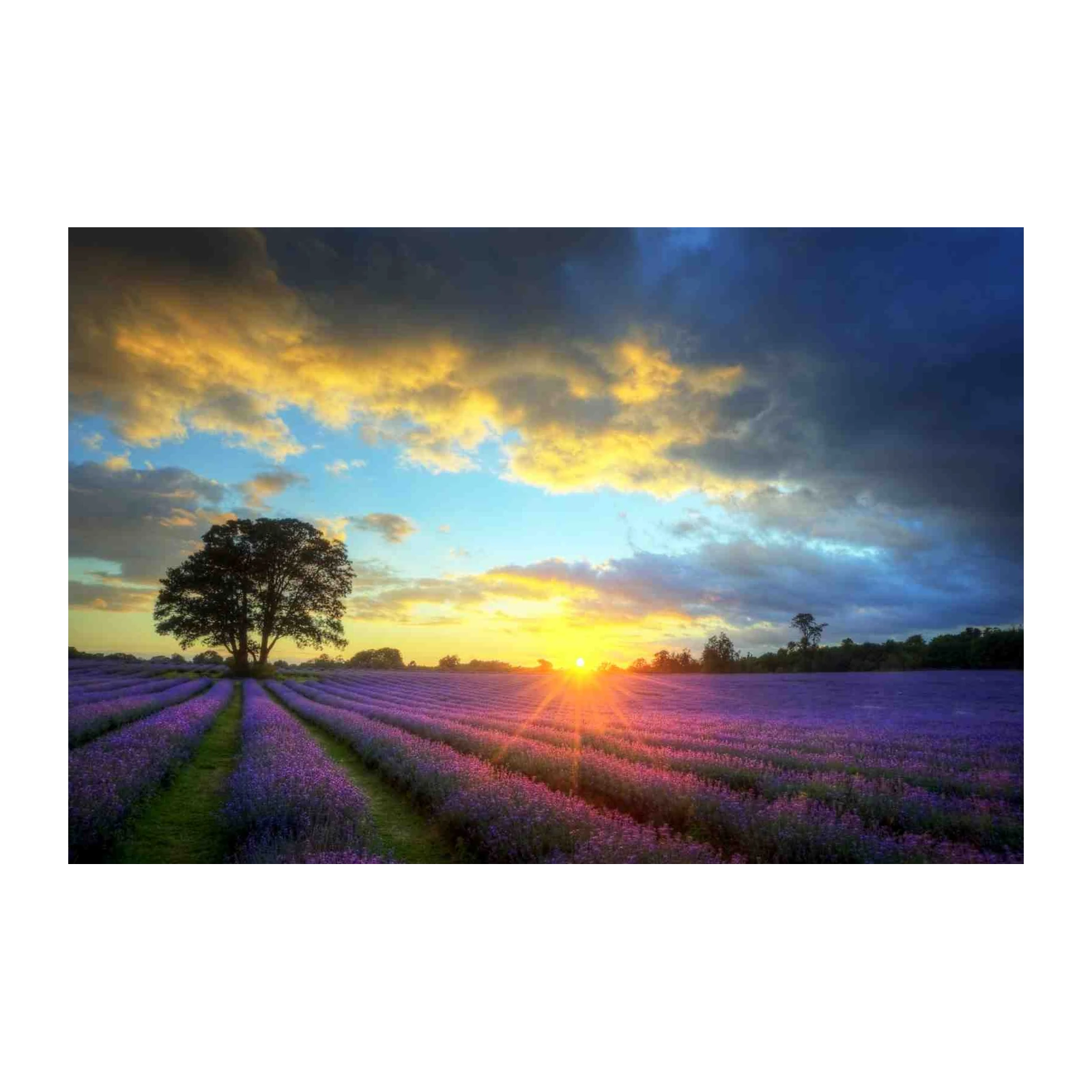 Lavender Field Sunset Tranquil Landscape Wall Art