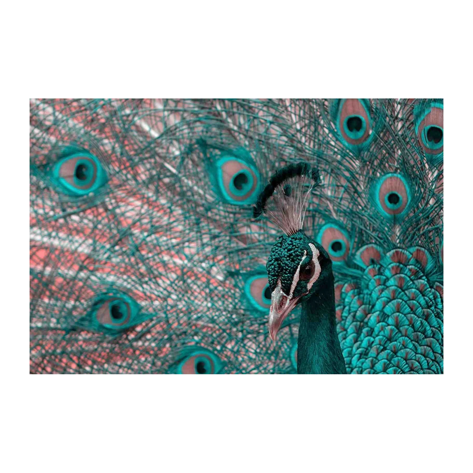 Majestic Peacock Teal Feather Art Wall Art