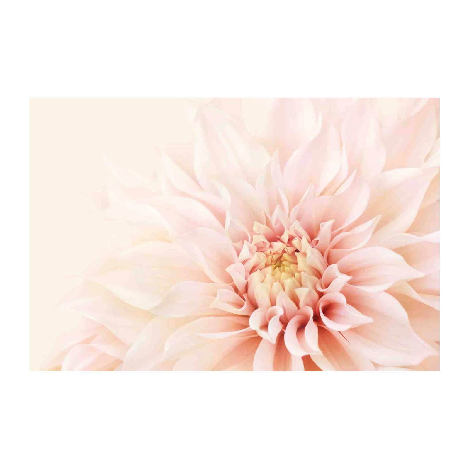 Blush Pink Dahlia Blossom Wall Art