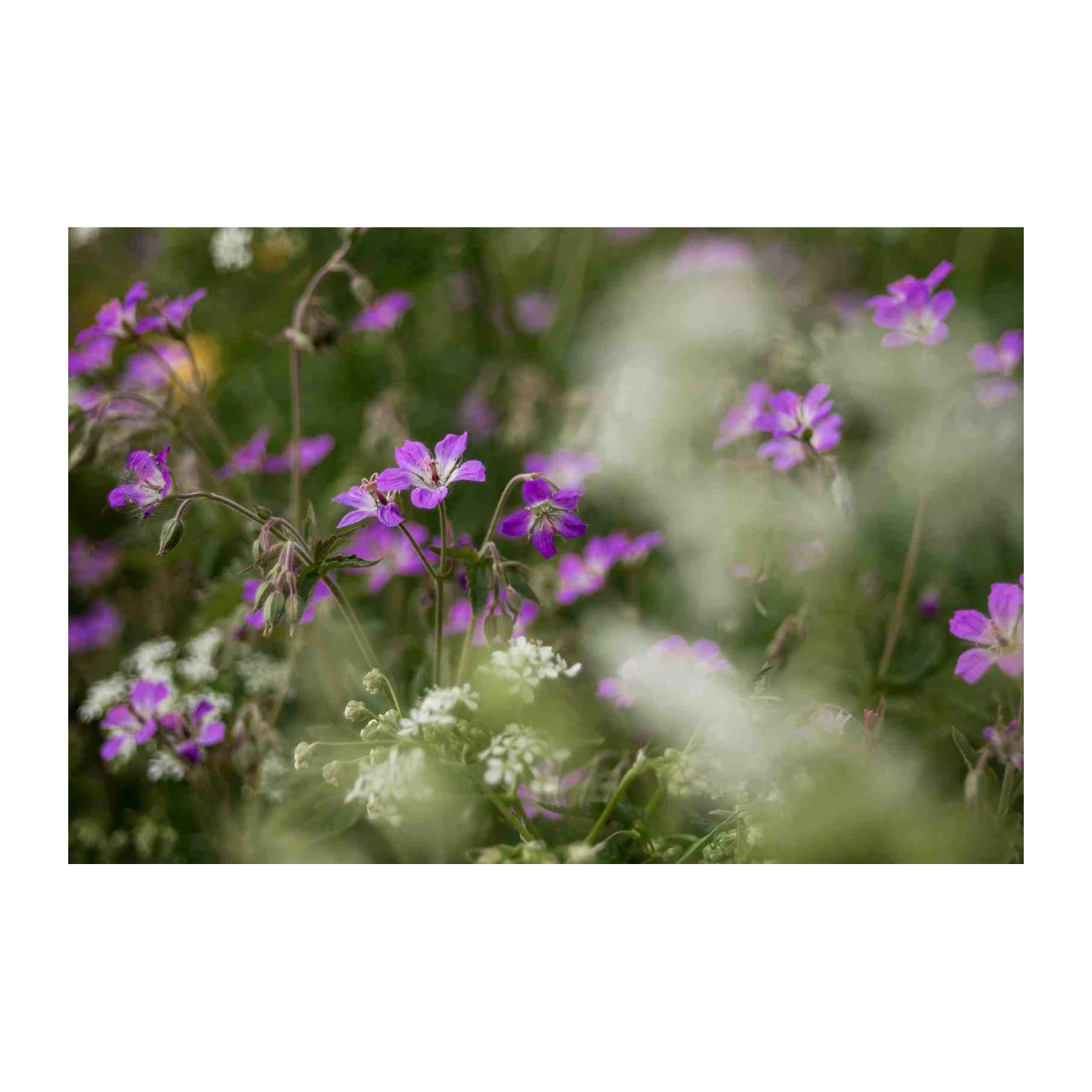 Purple Wildflowers Meadow Nature Wall Art