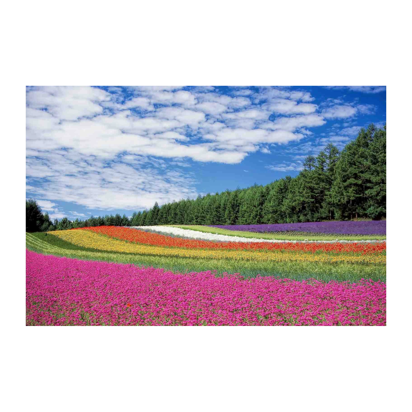 Vibrant Flower Field Landscape Wall Art