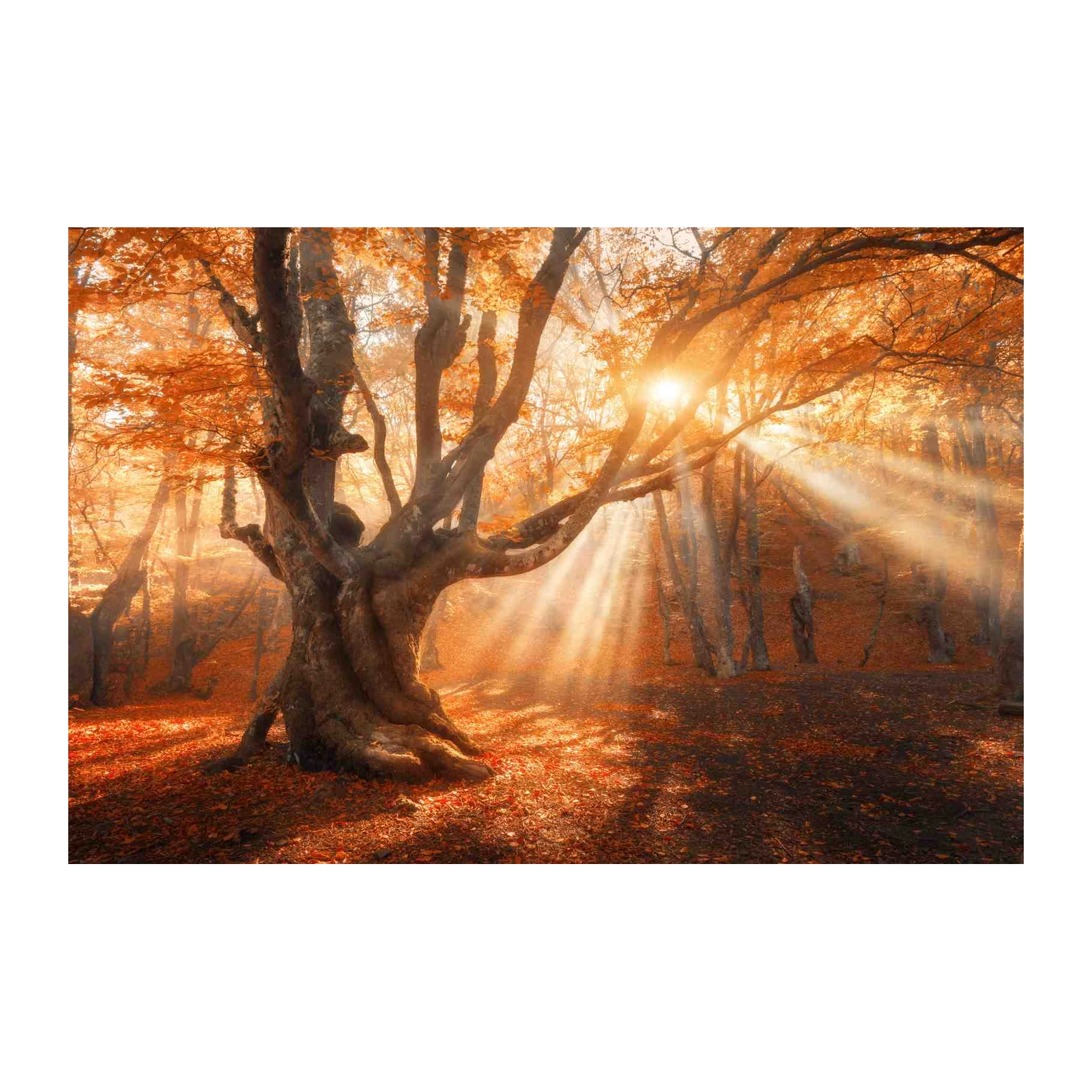Enchanted Autumn Forest Rays Wall Art
