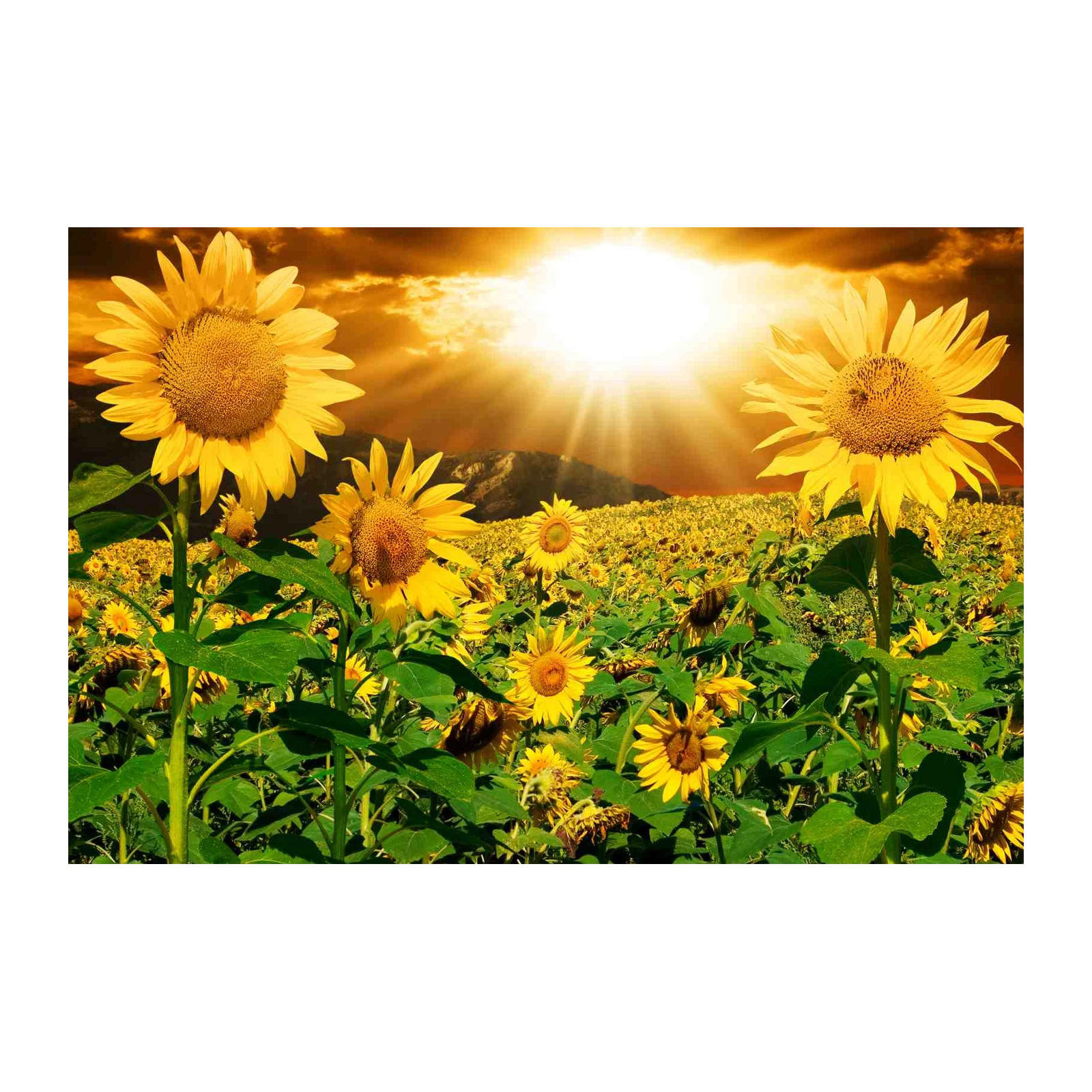 Golden Sunflower Field Wall Art