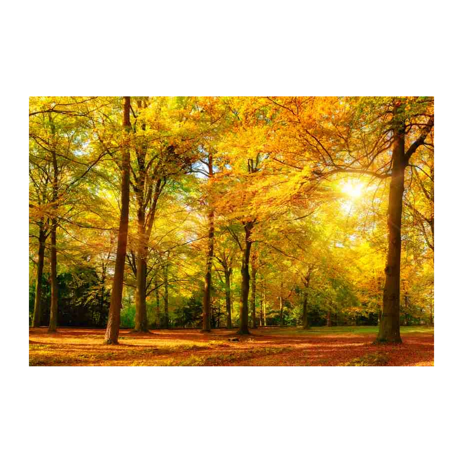Golden Autumn Forest Sunburst Wall Art