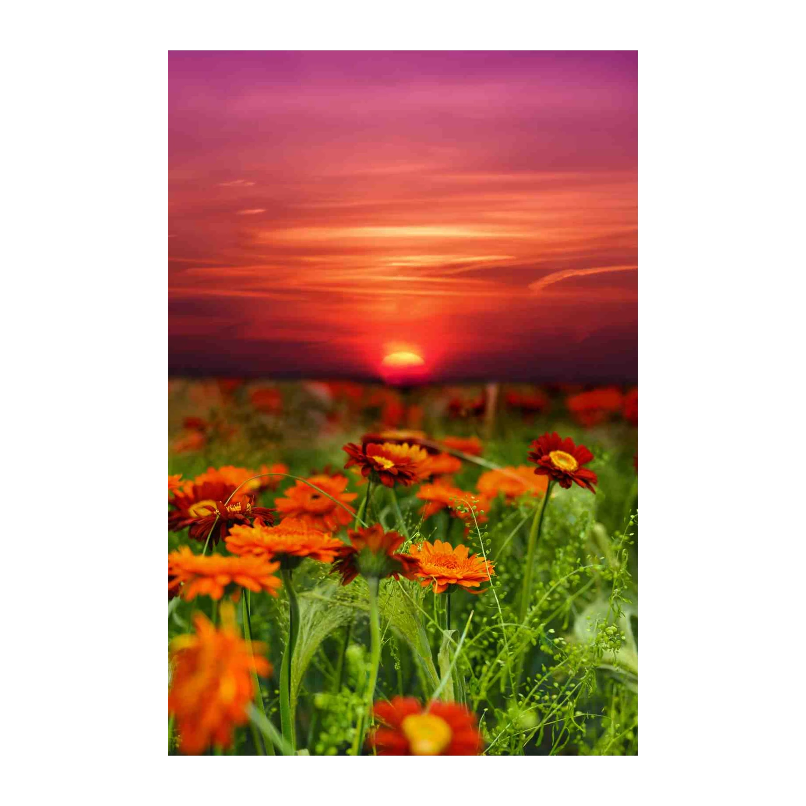 Vibrant Sunset Floral Field Wall Art