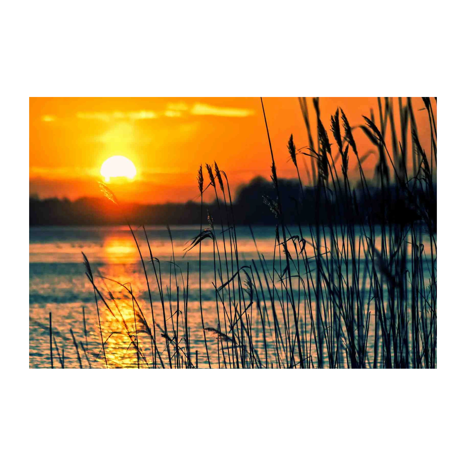 Golden Sunset Reeds Wall Art