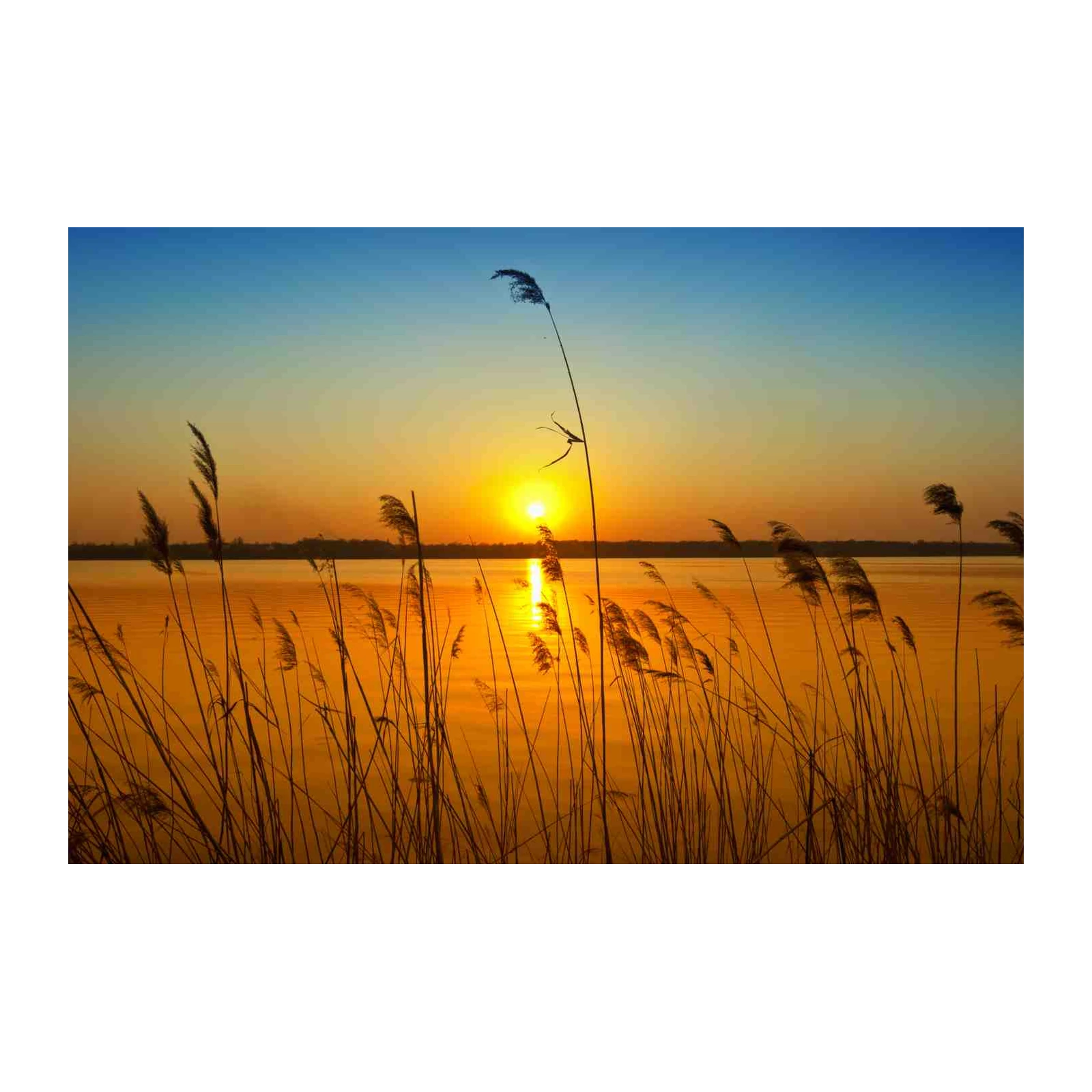Golden Sunset Reeds Wall Art
