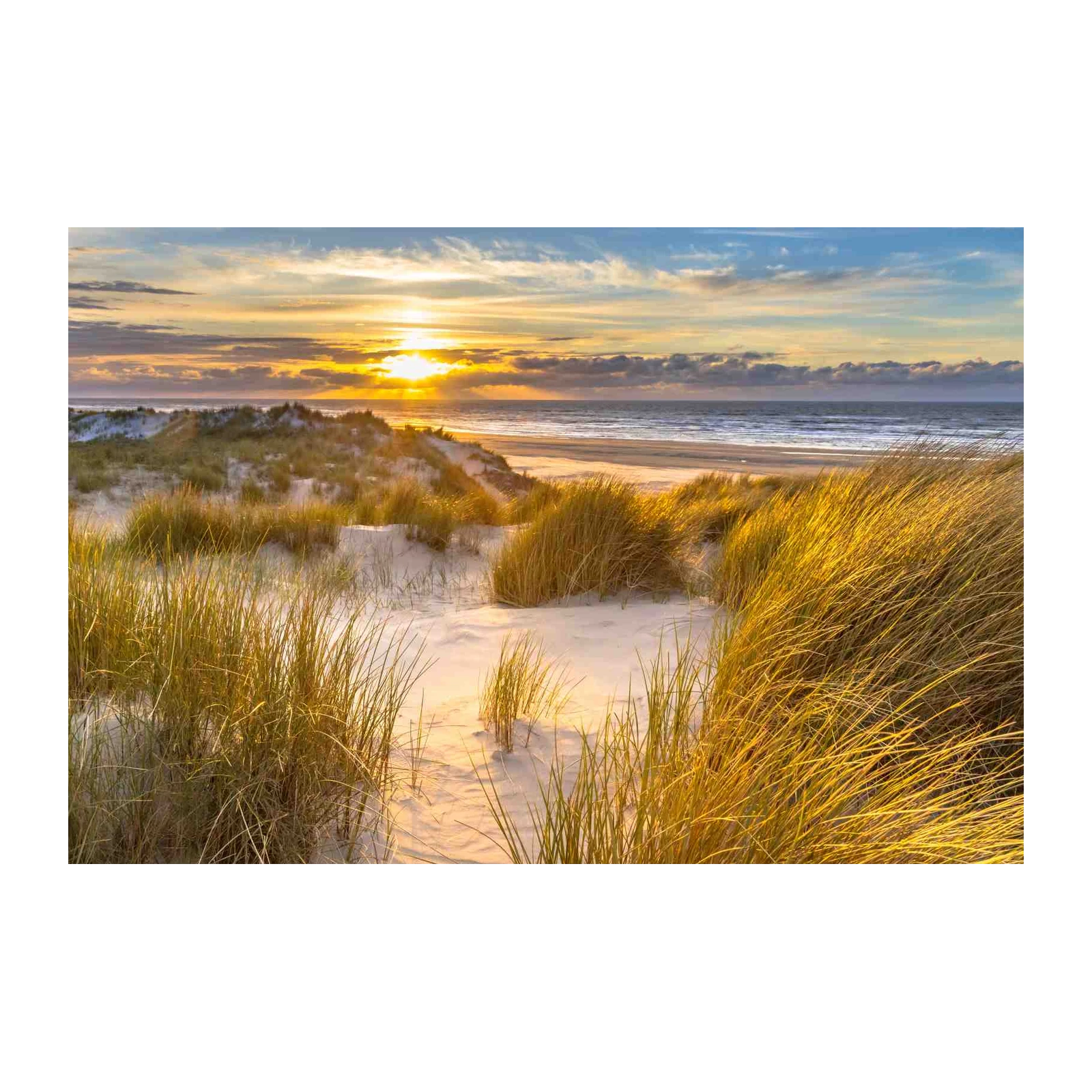 Golden Hour Dune Grass Beach Wall Art