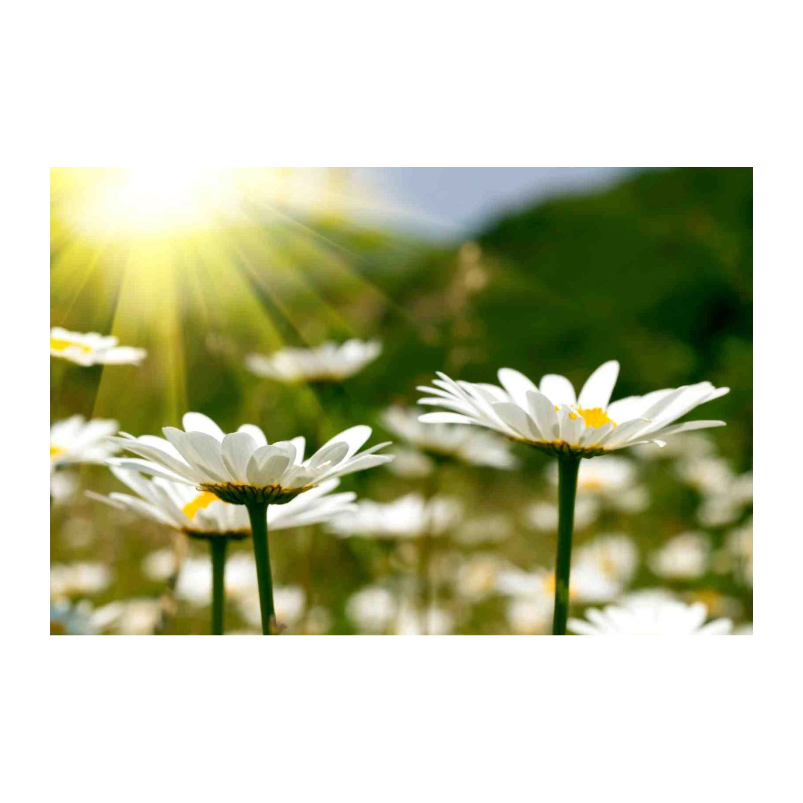 Daisy Field Sunburst Wall Art