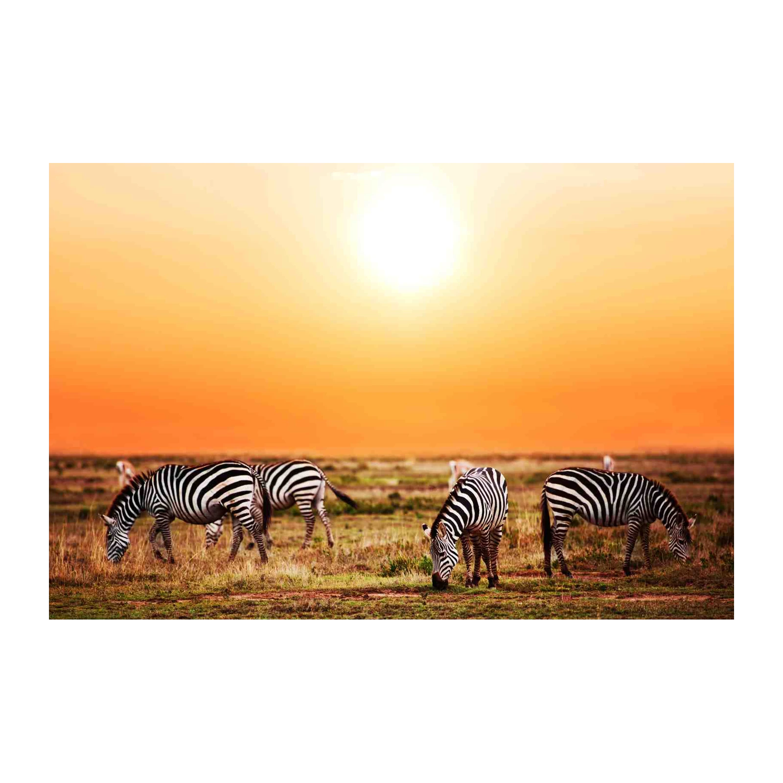 African Sunset Zebras Safari Wall Art