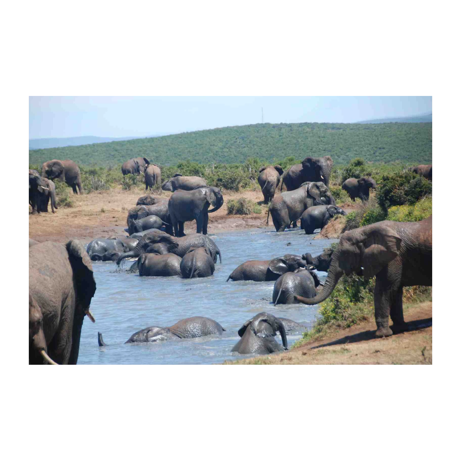 Majestic Elephant Herd Bath Wall Art