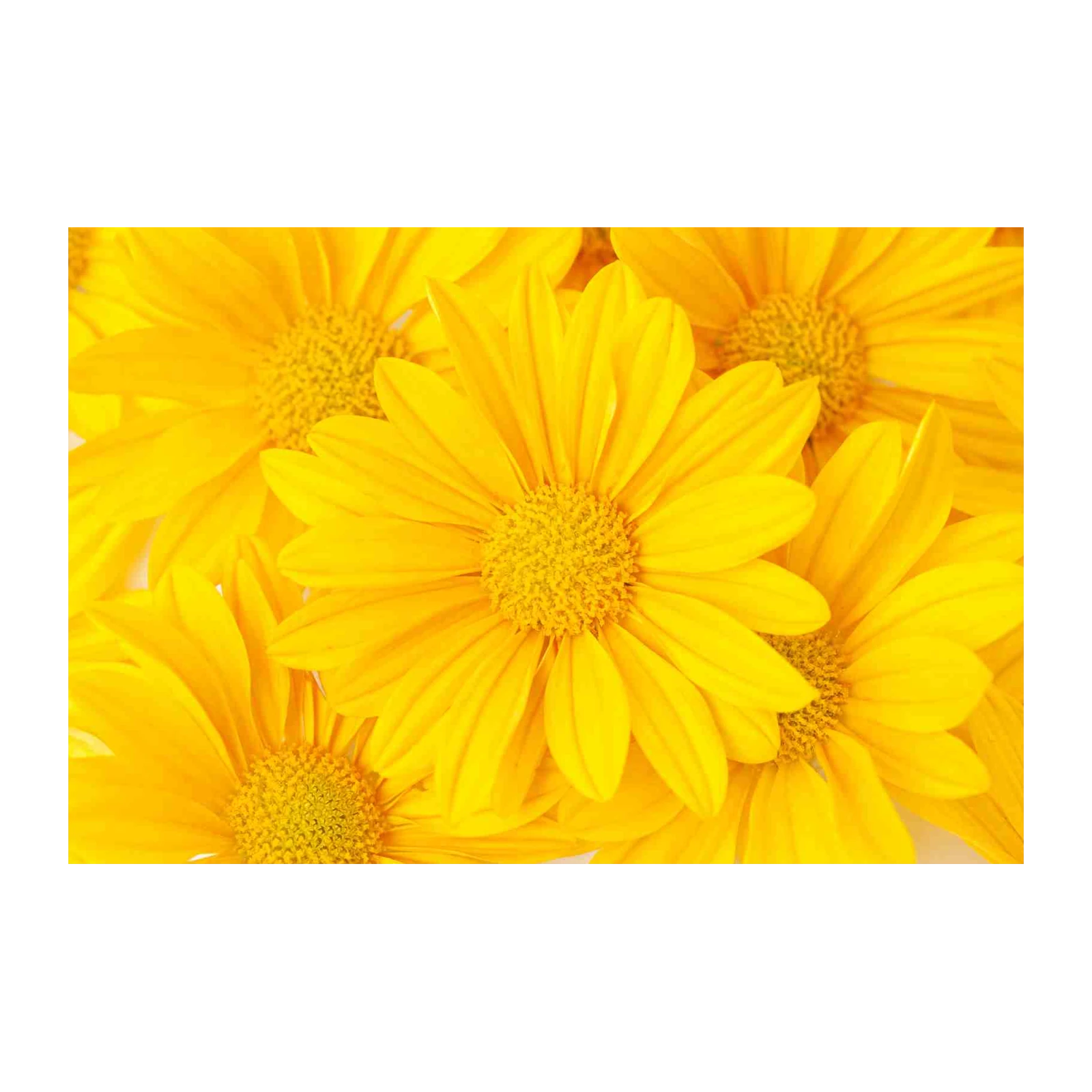 Vibrant Yellow Daisy Floral Wall Art