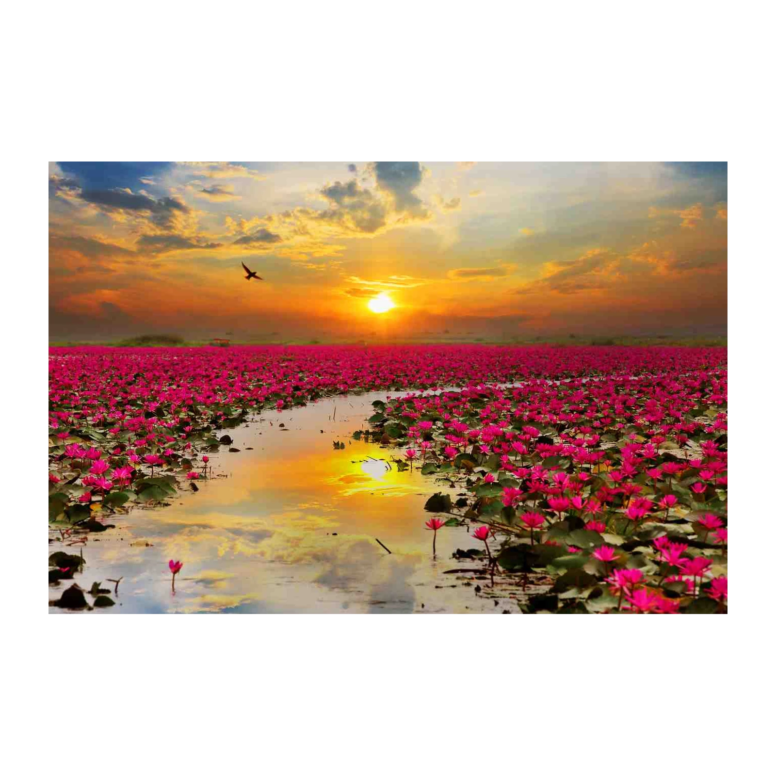 Pink Lotus Sunrise Serenity Wall Art