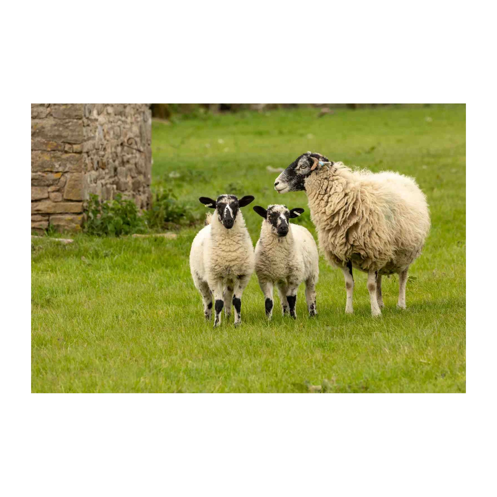 Charming Sheep Family Wall Art