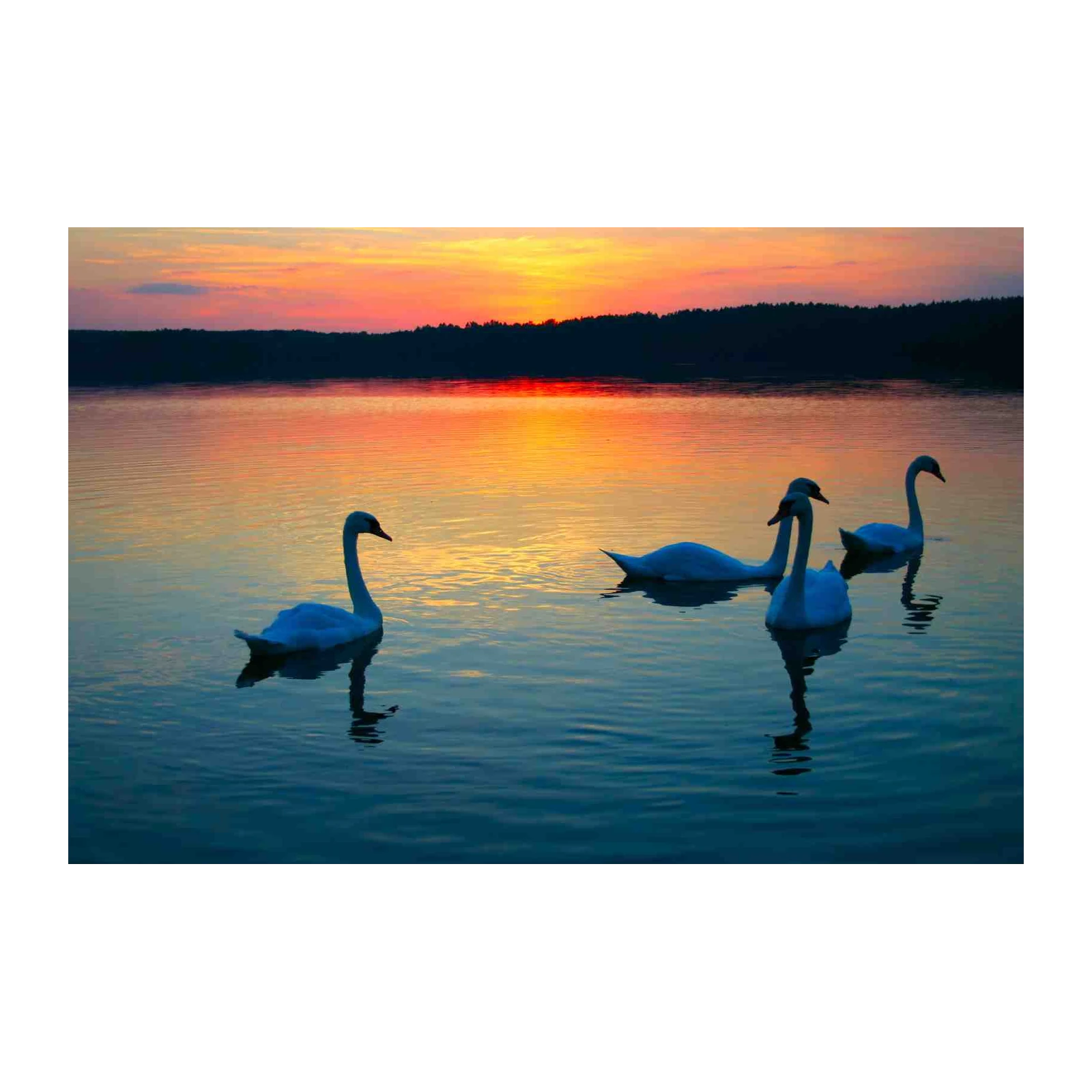 Serene Swans Sunset Lake Wall Art