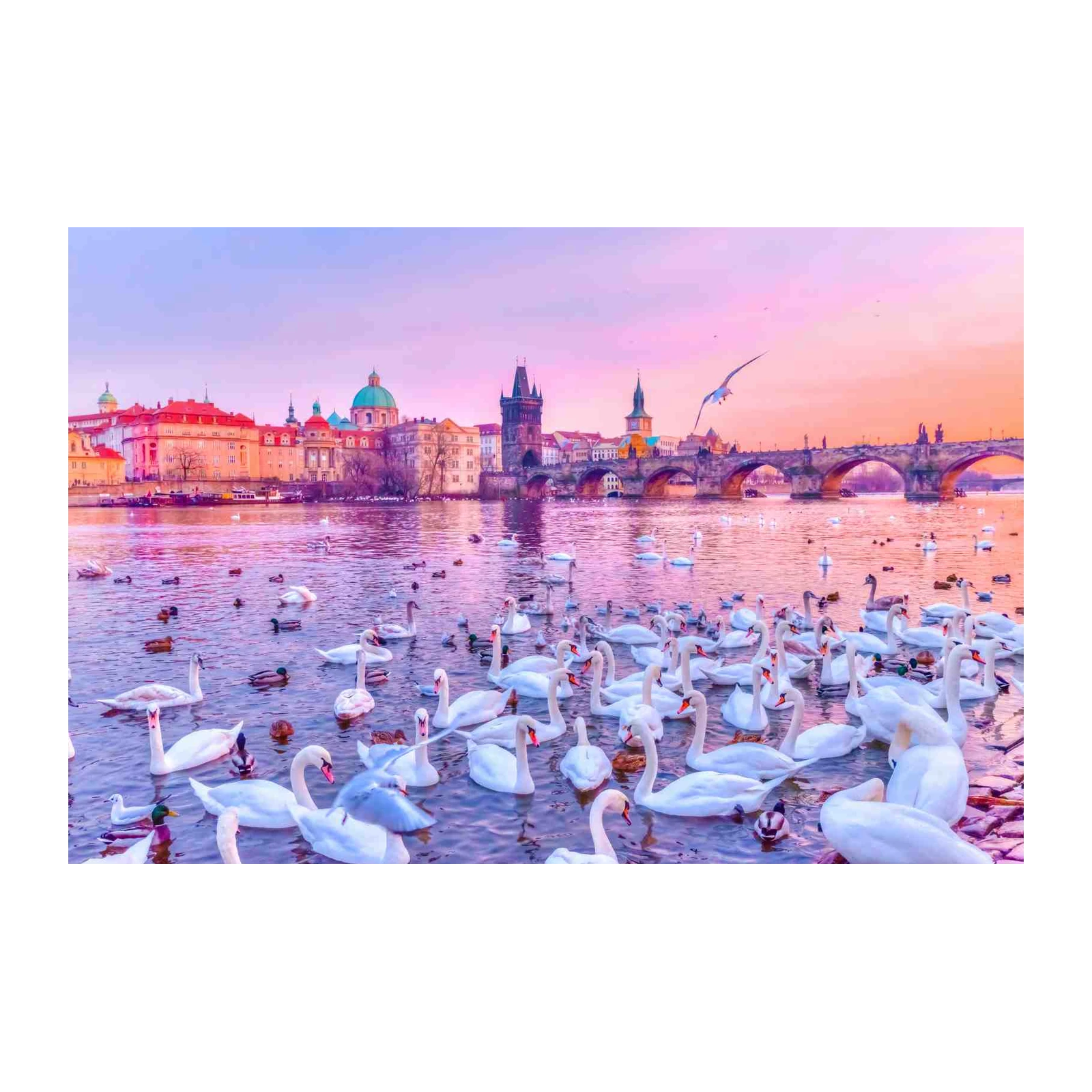 Prague Swans & Charles Bridge Wall Art
