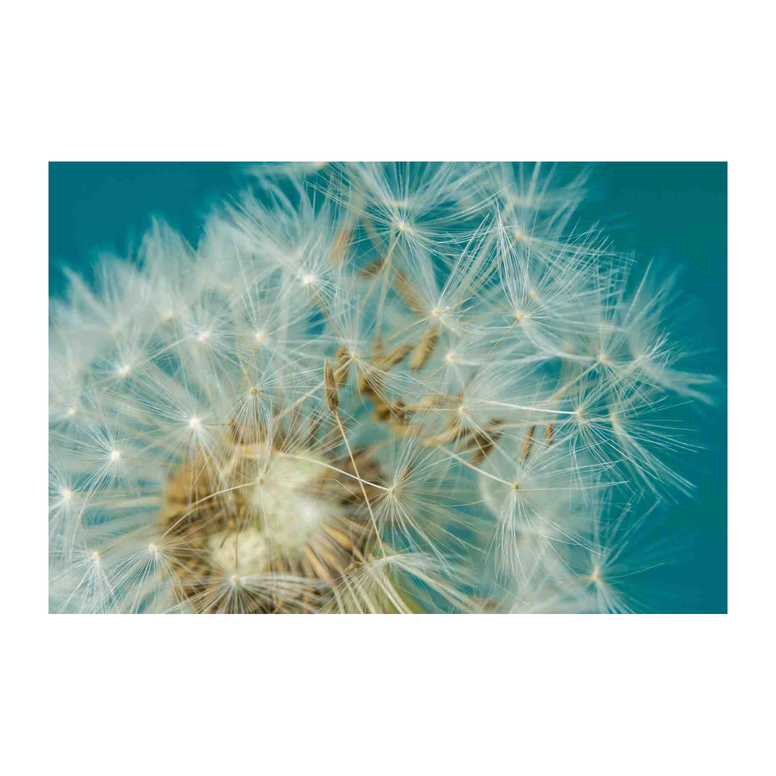 Dreamy Dandelion Wishes Wall Art