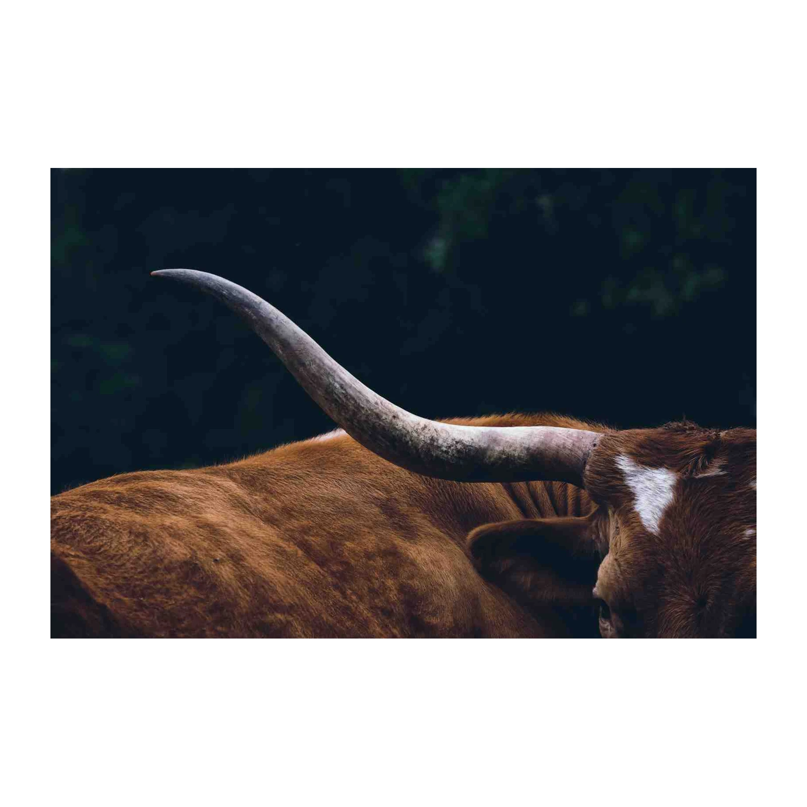 Majestic Longhorn Cow Horn Wall Art