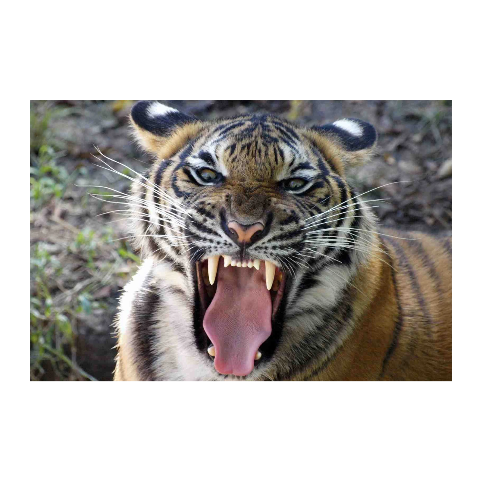 Roaring Tiger Wildlife Wall Art