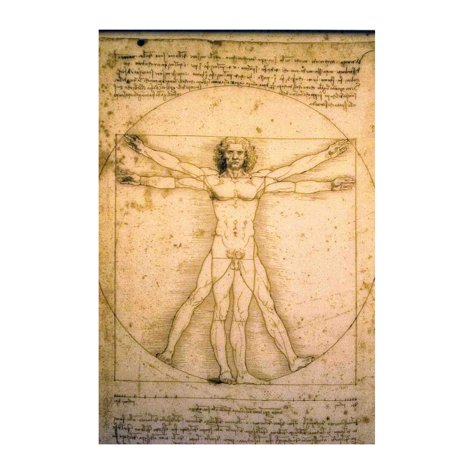 Da Vinci Vitruvian Man Historical Wall Art