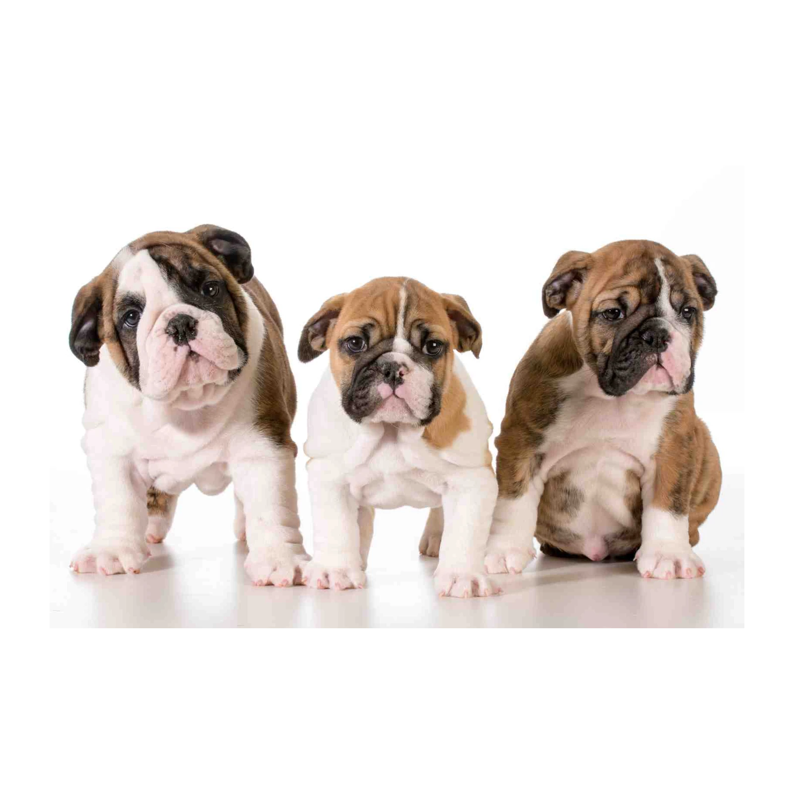 Adorable Bulldog Puppies Trio Wall Art