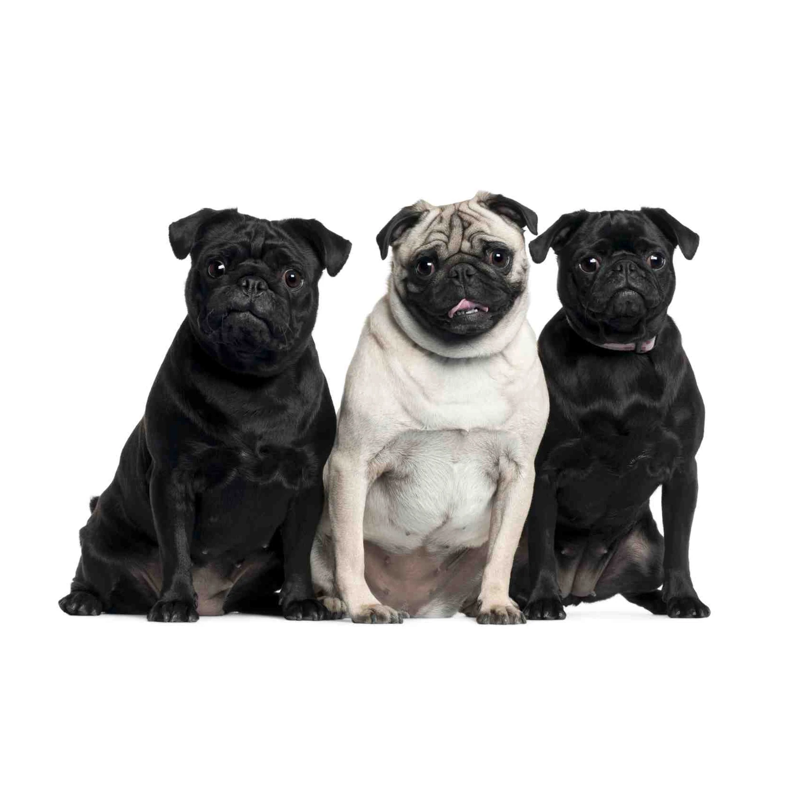 Adorable Pug Trio Black & Fawn Wall Art