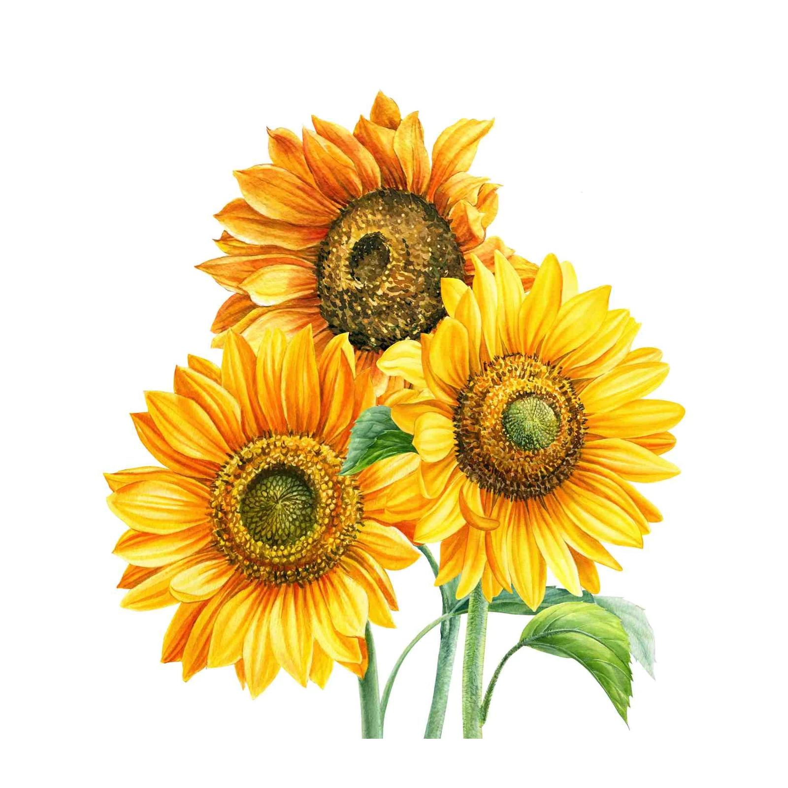 Vibrant Sunflower Trio Watercolor Wall Art