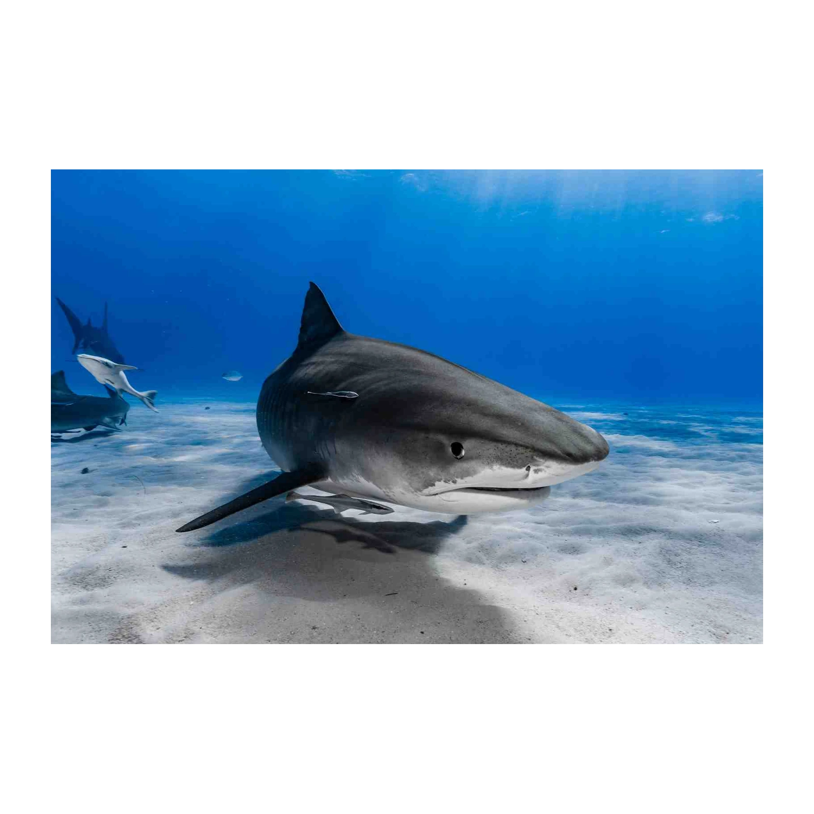 Majestic Tiger Shark Ocean Wall Art