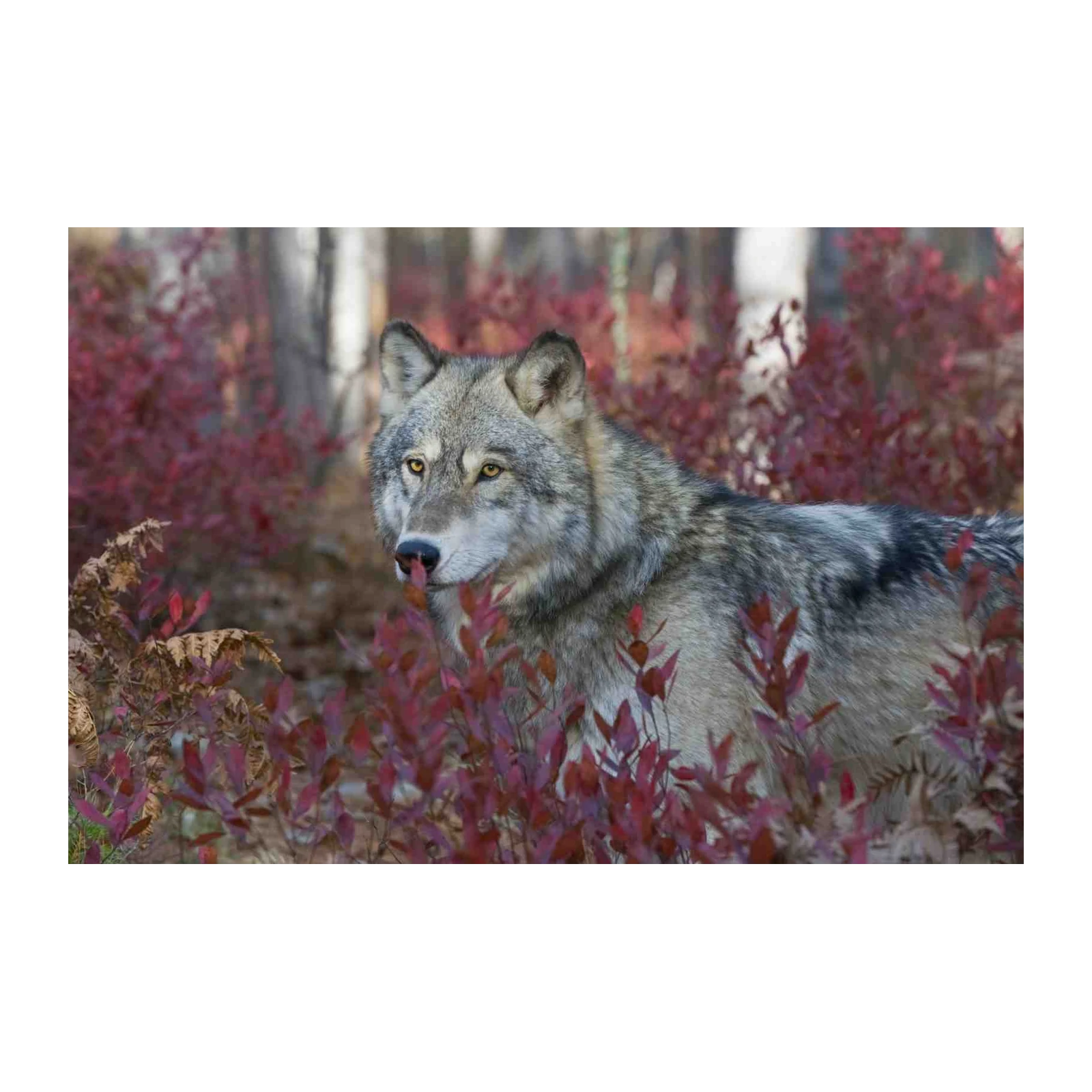 Majestic Wolf Forest Scene Wall Art
