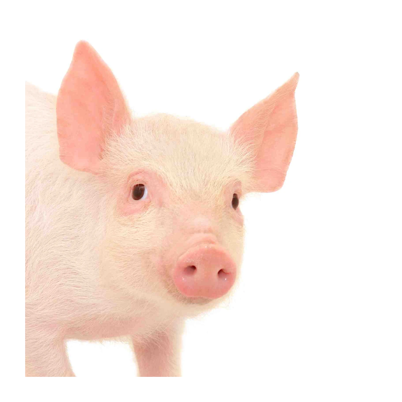 Adorable Piglet Portrait Wall Art