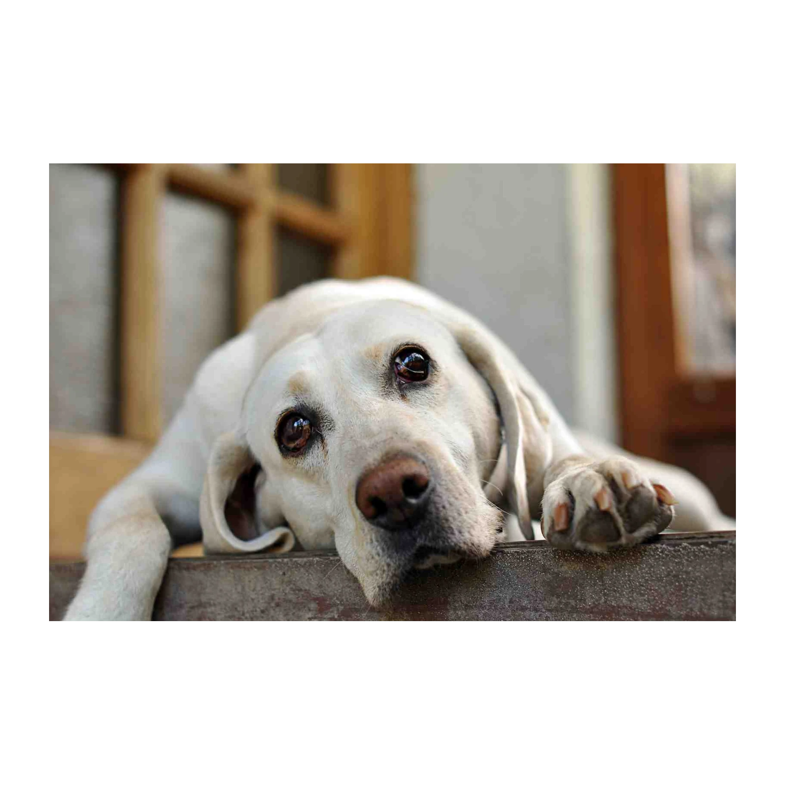 Heartwarming Labrador Portrait Wall Art