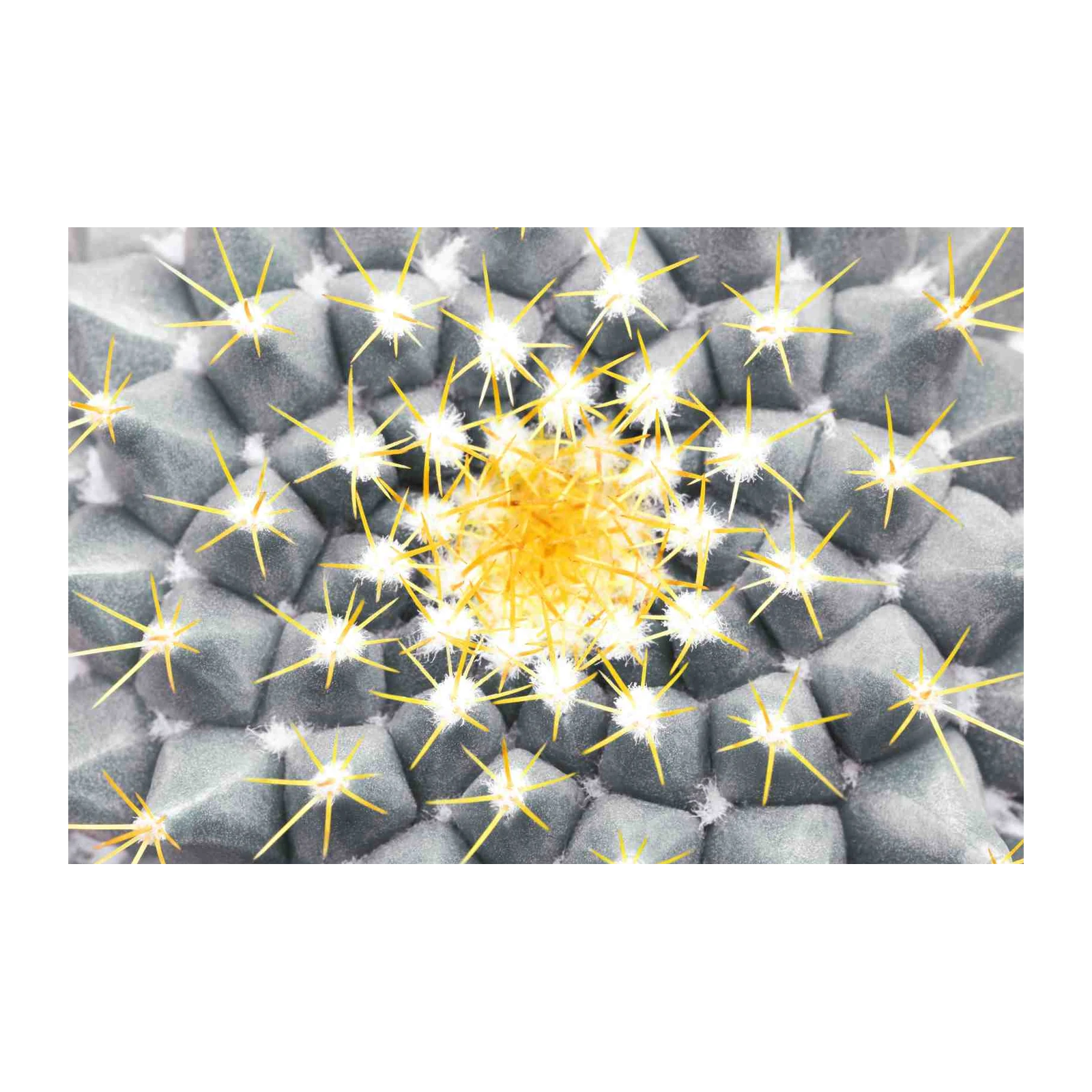 Golden Spikes Cactus Close-Up Wall Art