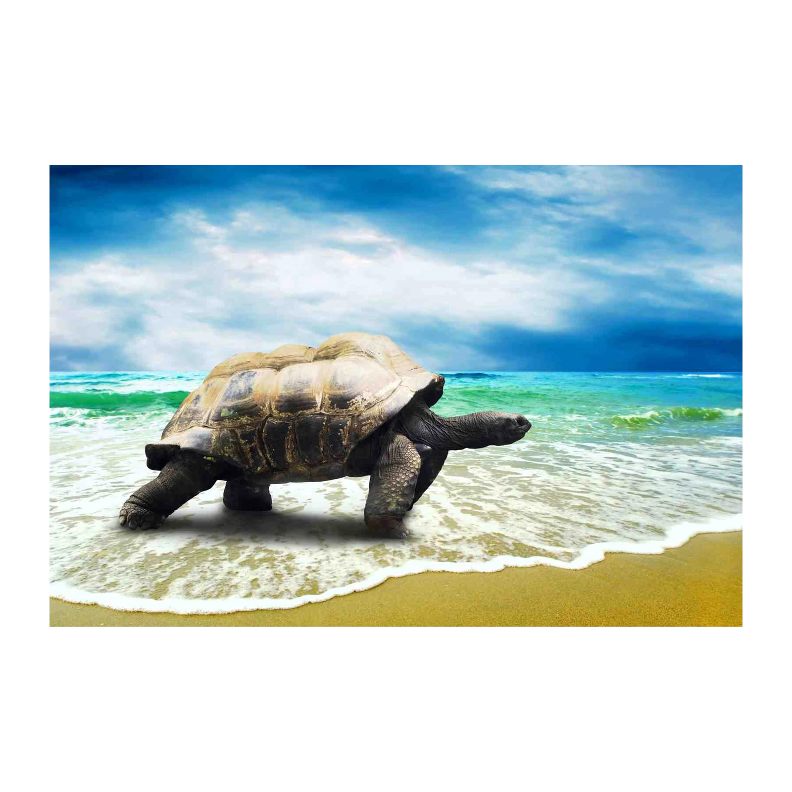Majestic Tortoise Tropical Beach Wall Art