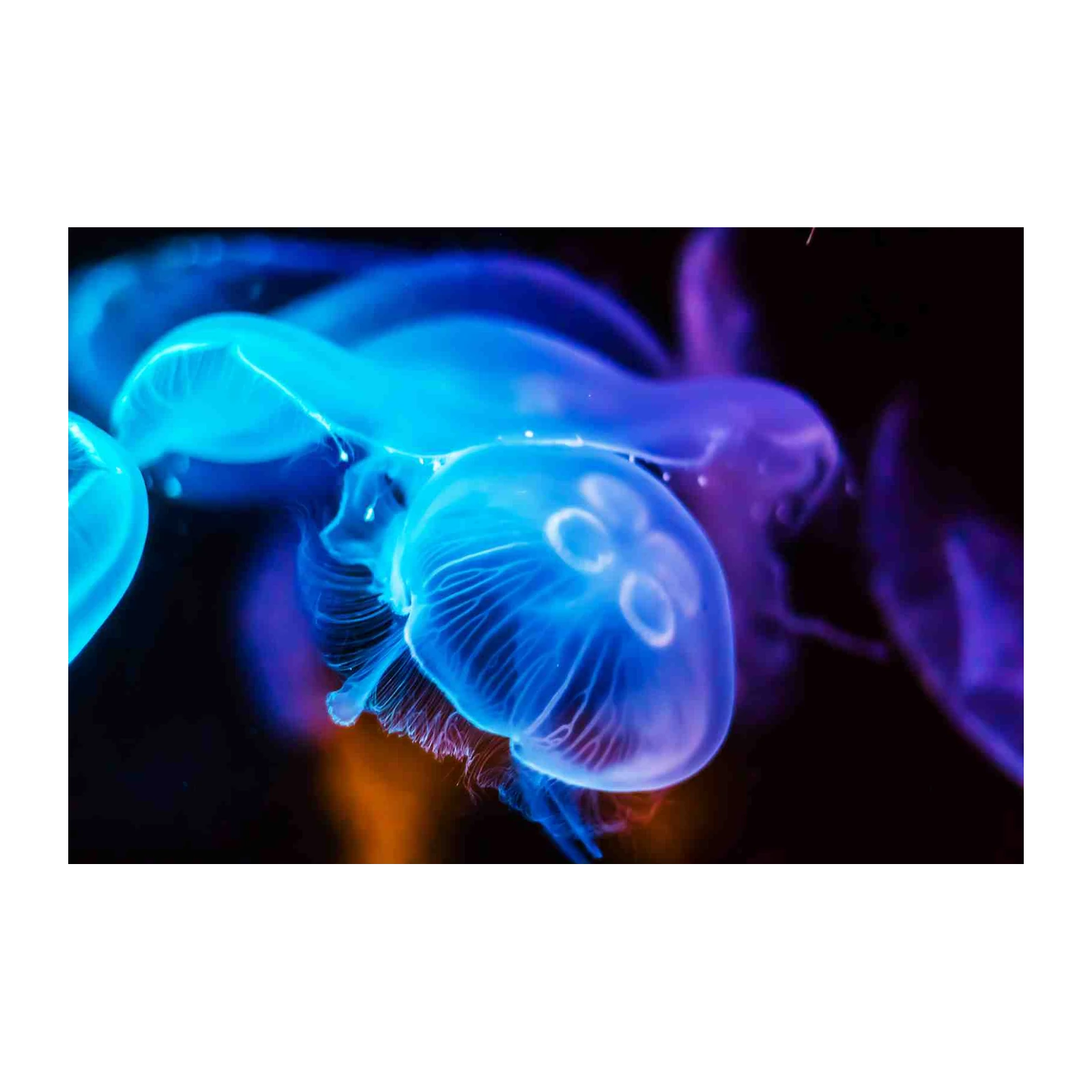Vibrant Jellyfish Bioluminescent Aura Wall Art