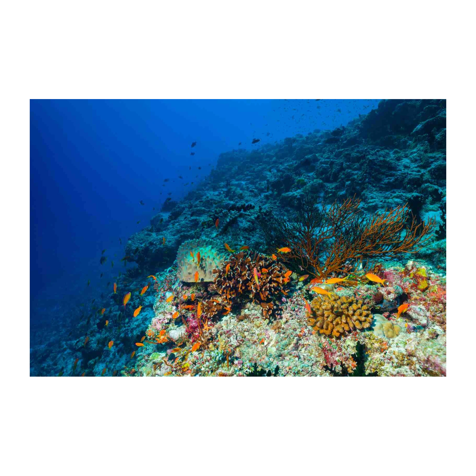 Vibrant Coral Reef Fish Wall Art